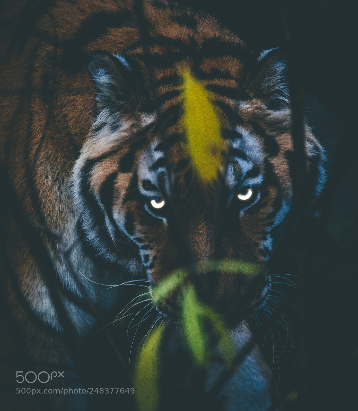 Sony a7R II sample photo. Eye of the tiger photography
