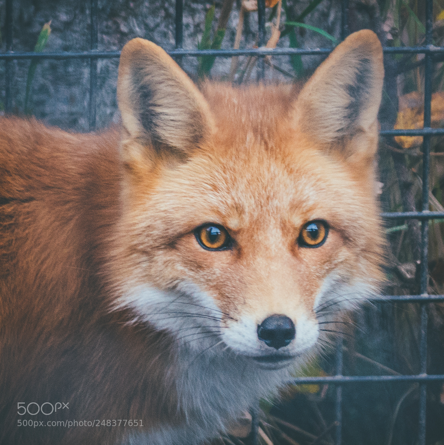 Sony a7R II sample photo. Fox, alaska zoo photography