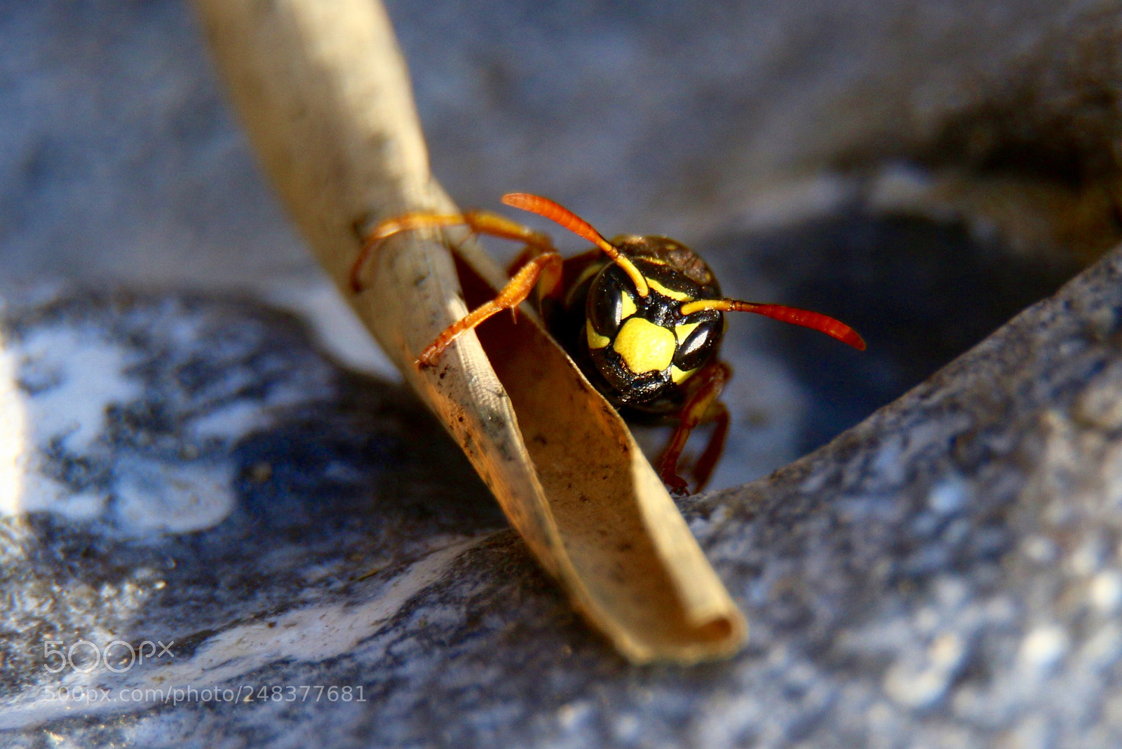 Canon EOS 650D (EOS Rebel T4i / EOS Kiss X6i) sample photo. Wasp photography