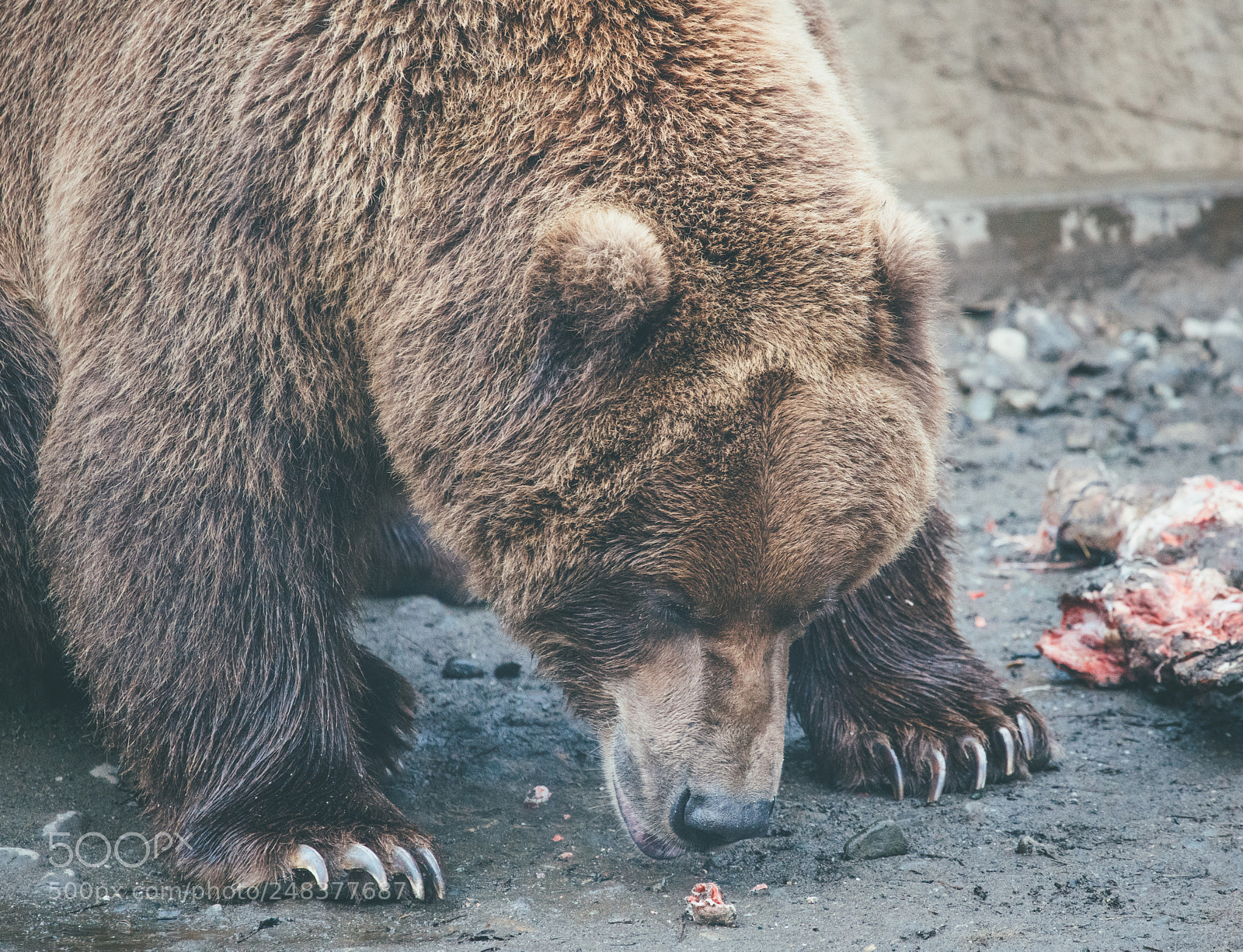 Sony a7R II sample photo. Brown bear, alaska zoo photography