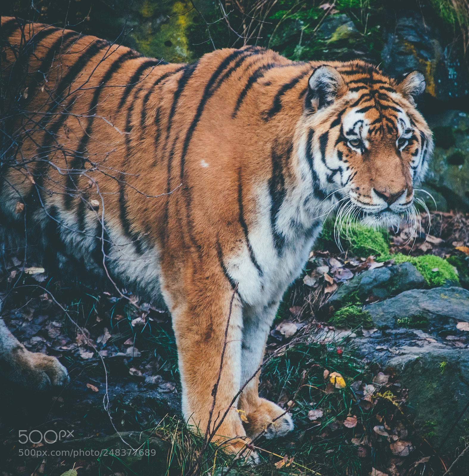 Sony a7R II sample photo. Tiger, alaska zoo photography