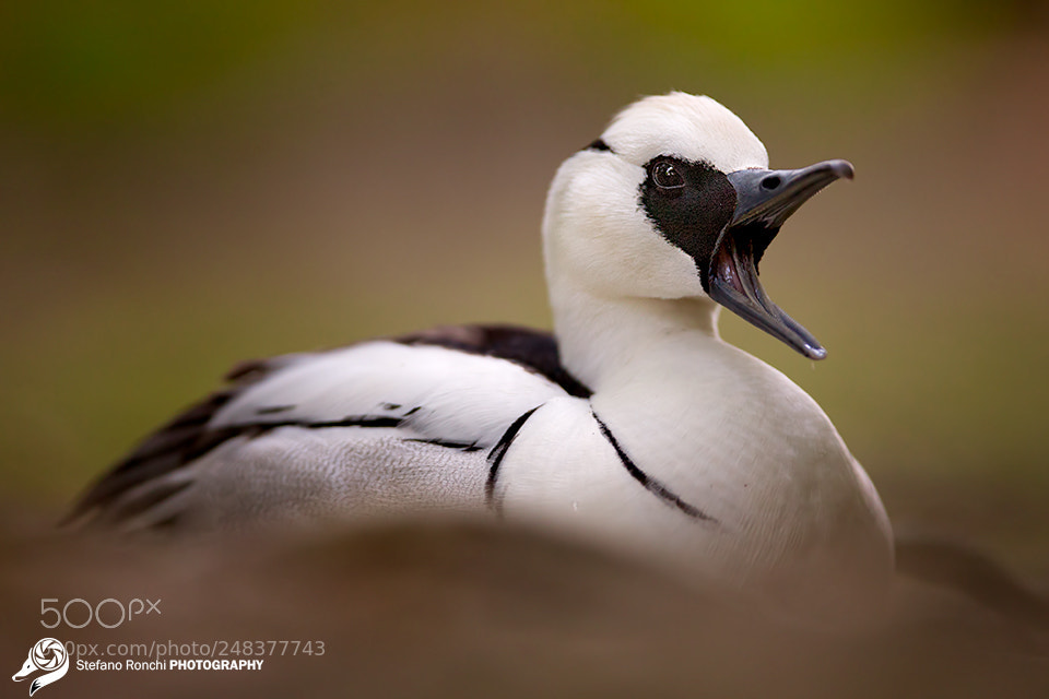Canon EOS-1D Mark III sample photo. Duck photography