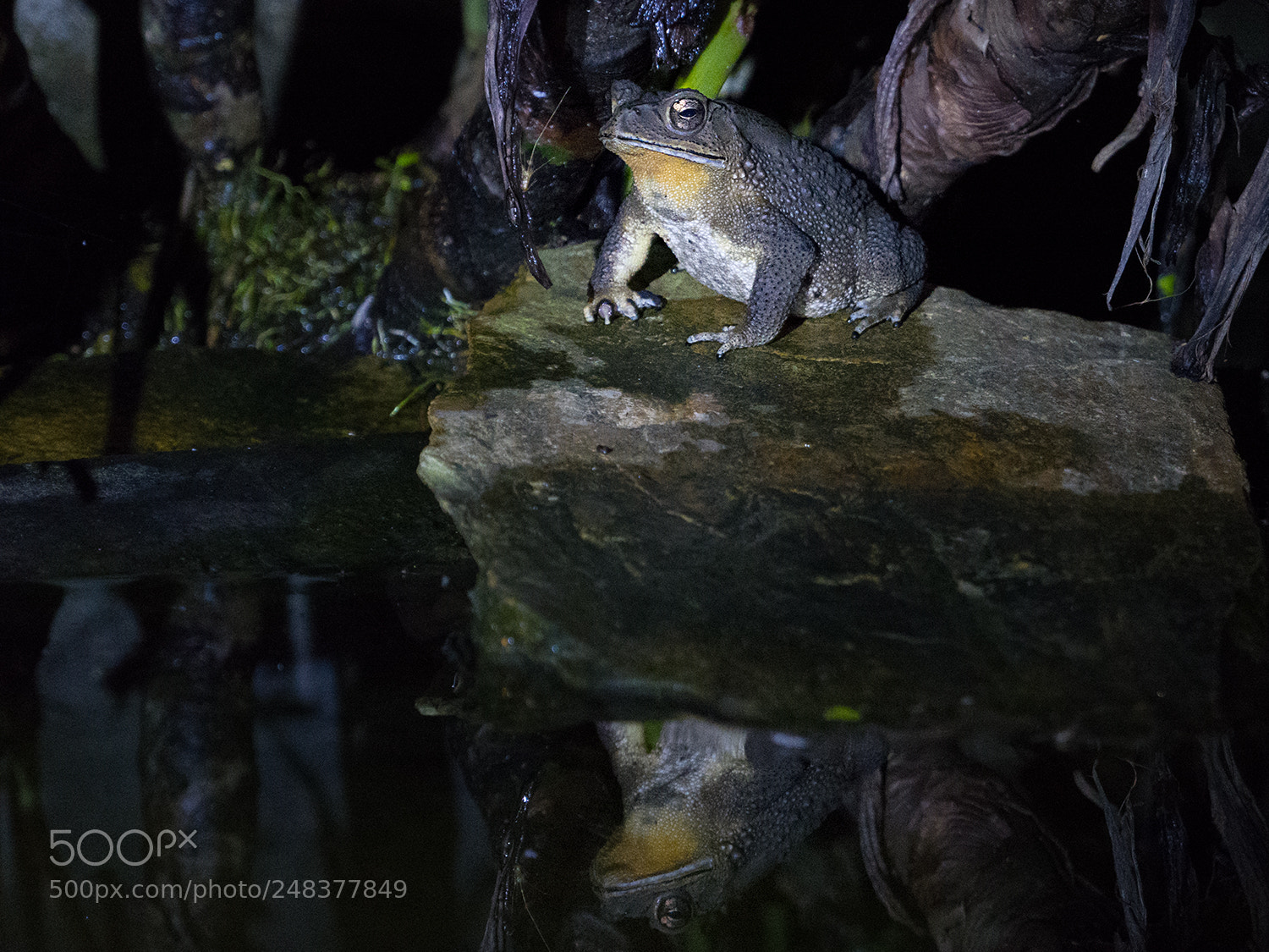 Leica CL sample photo. Toad, จงโคร่ง คางคกออกมาหาอาหาร photography