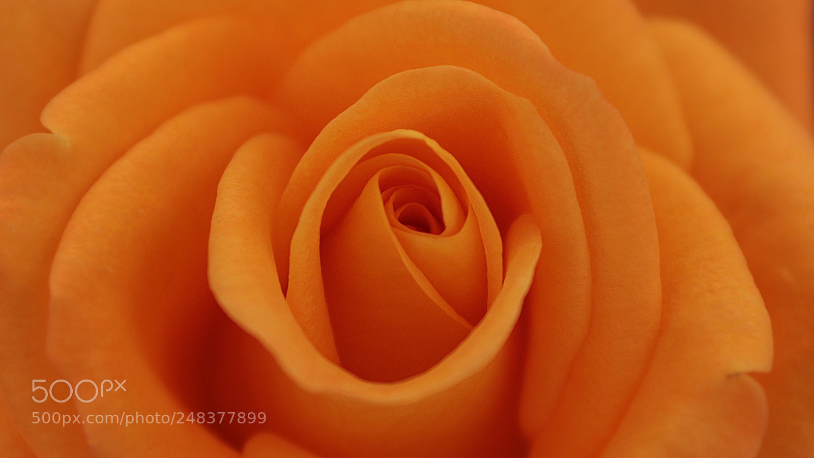 Canon EOS 650D (EOS Rebel T4i / EOS Kiss X6i) sample photo. Rose photography