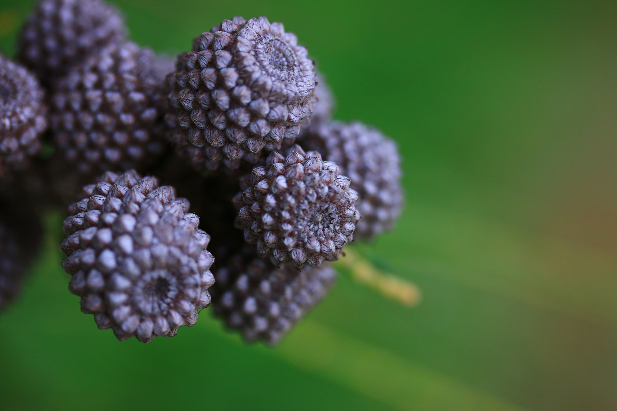 Canon EF-S 60mm F2.8 Macro USM sample photo. Casuarina-jewel from nature photography