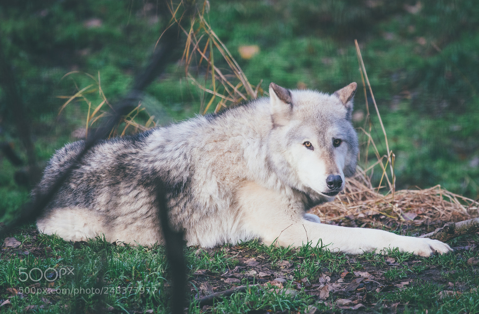 Sony a7R II sample photo. Alaska wolf photography