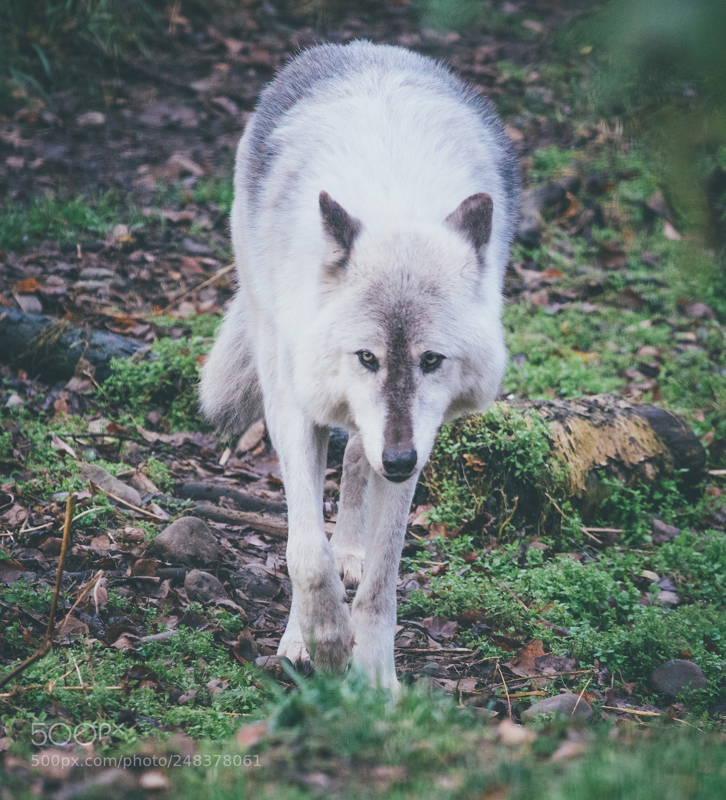 Sony a7R II sample photo. Wandering alaska wolf photography