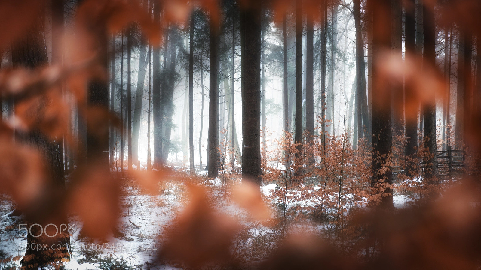Sony a7 II sample photo. The magic forest pt. 1 photography