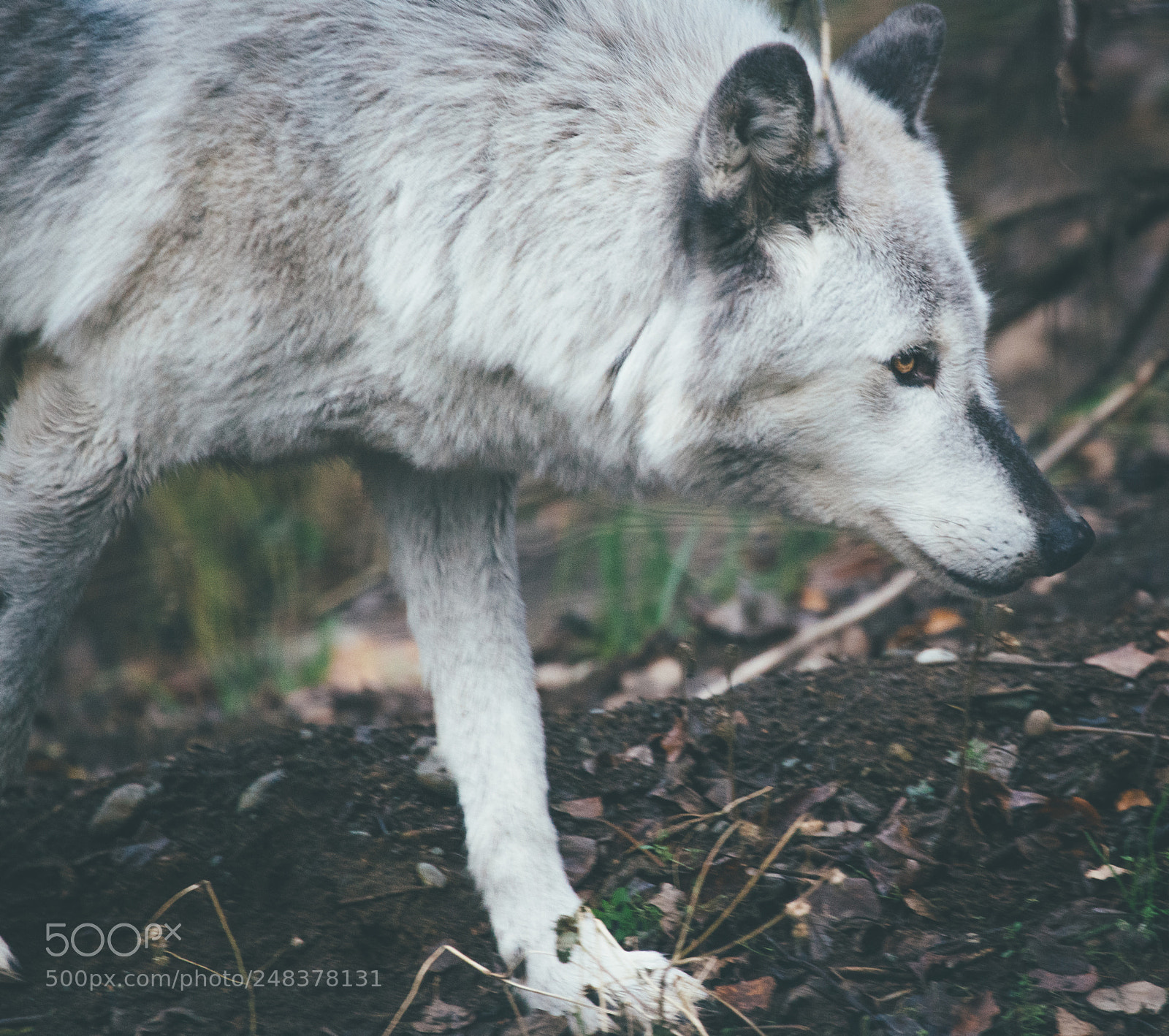 Sony a7R II sample photo. Alaska wolf photography