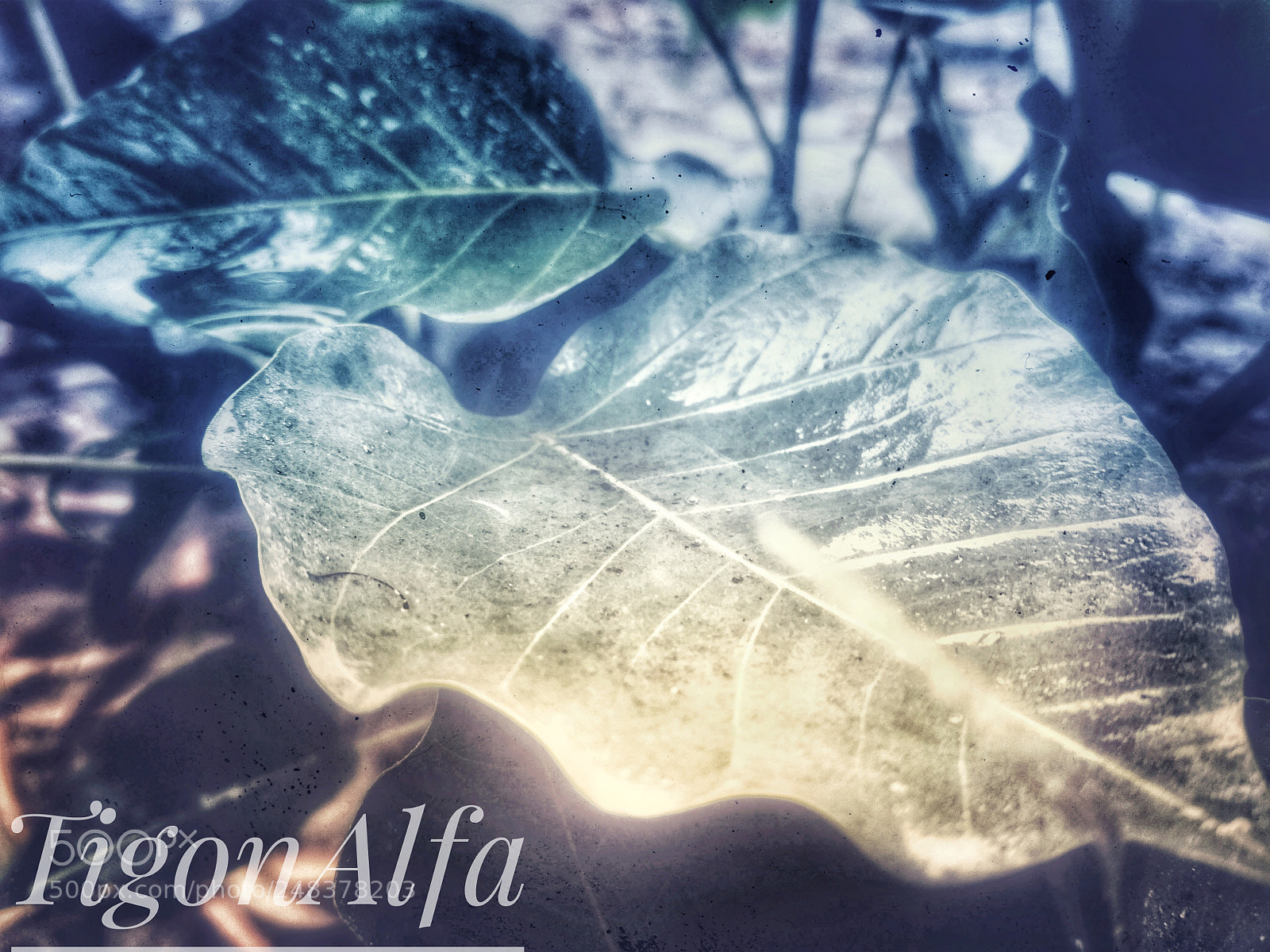 Xiaomi Redmi 4 Pro sample photo. Thats a big leaf photography