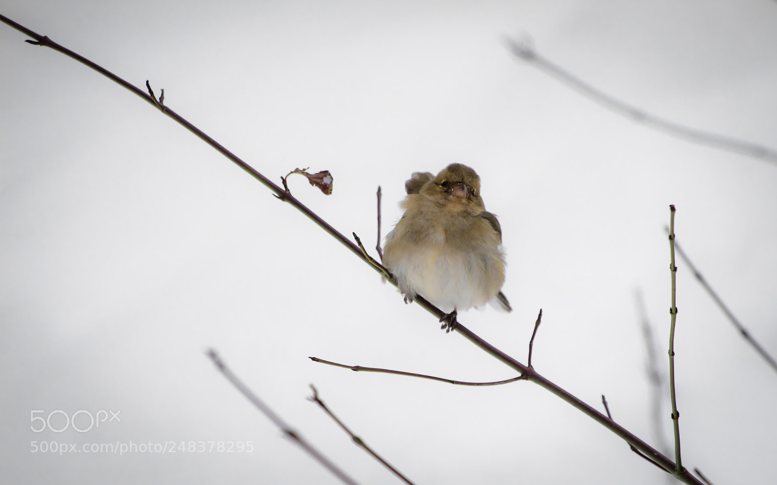 Canon EOS 760D (EOS Rebel T6s / EOS 8000D) sample photo. Cute little food thief photography