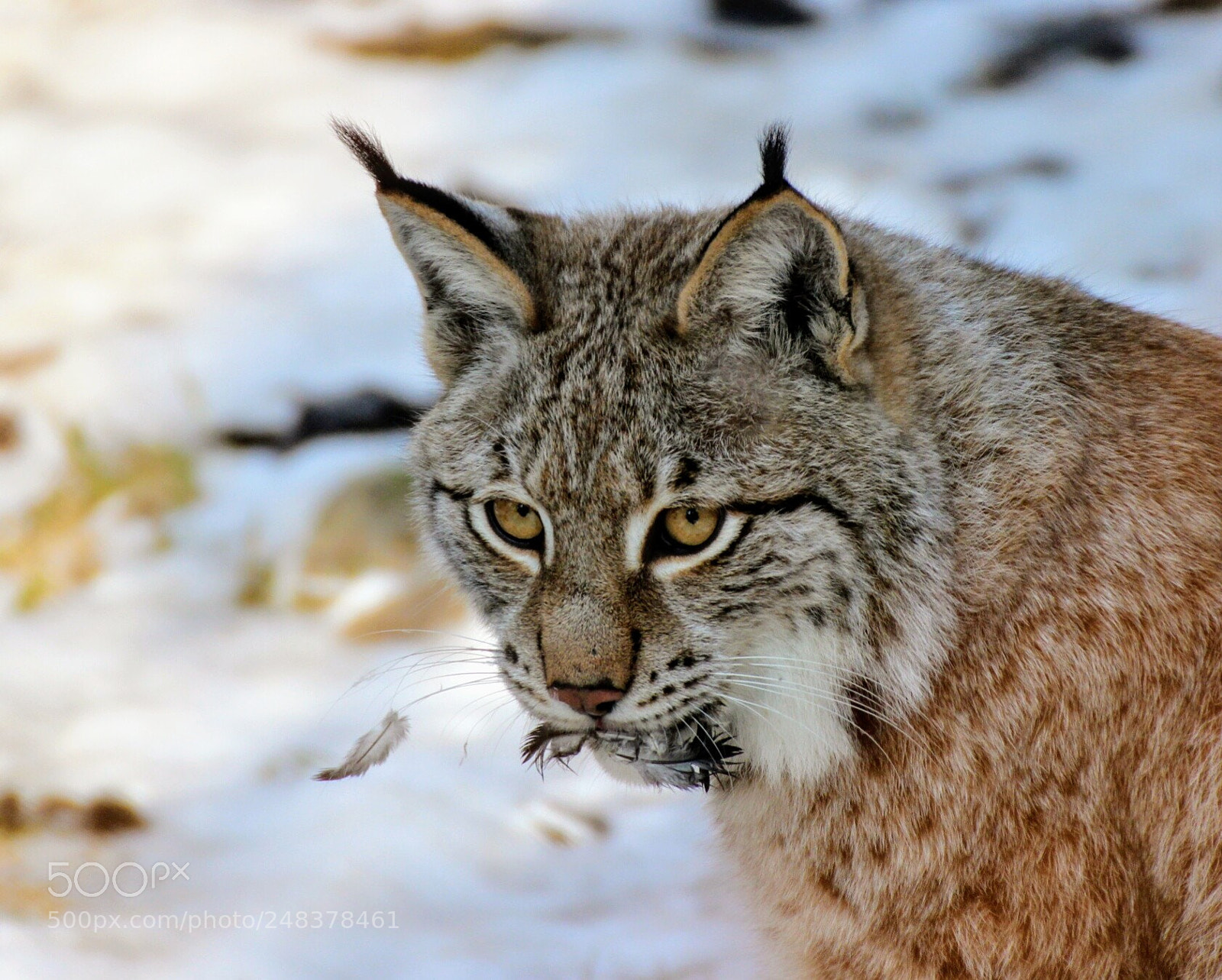 Canon EOS 600D (Rebel EOS T3i / EOS Kiss X5) sample photo. Wildcat photography