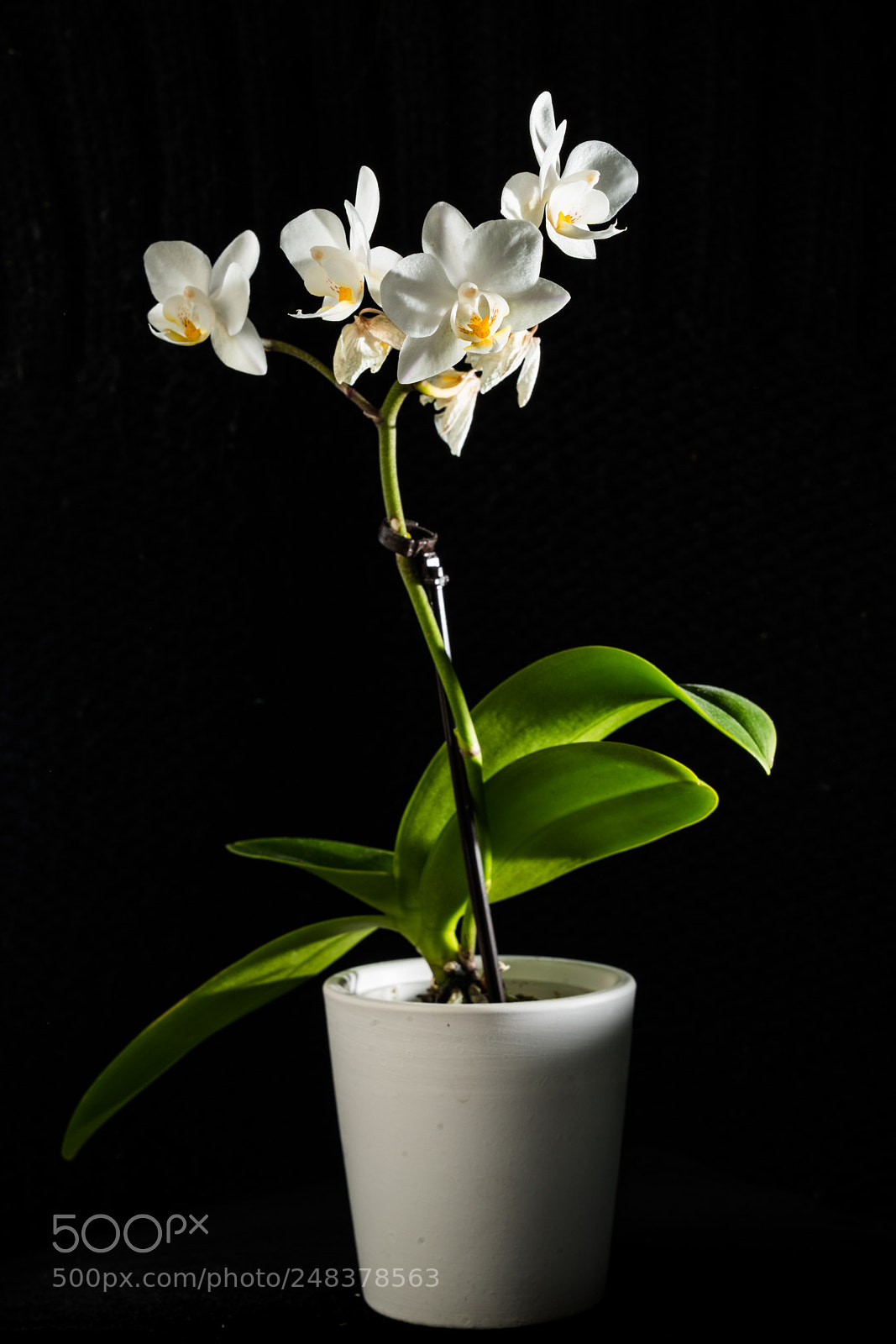 Sony a7 II sample photo. One point flash photography