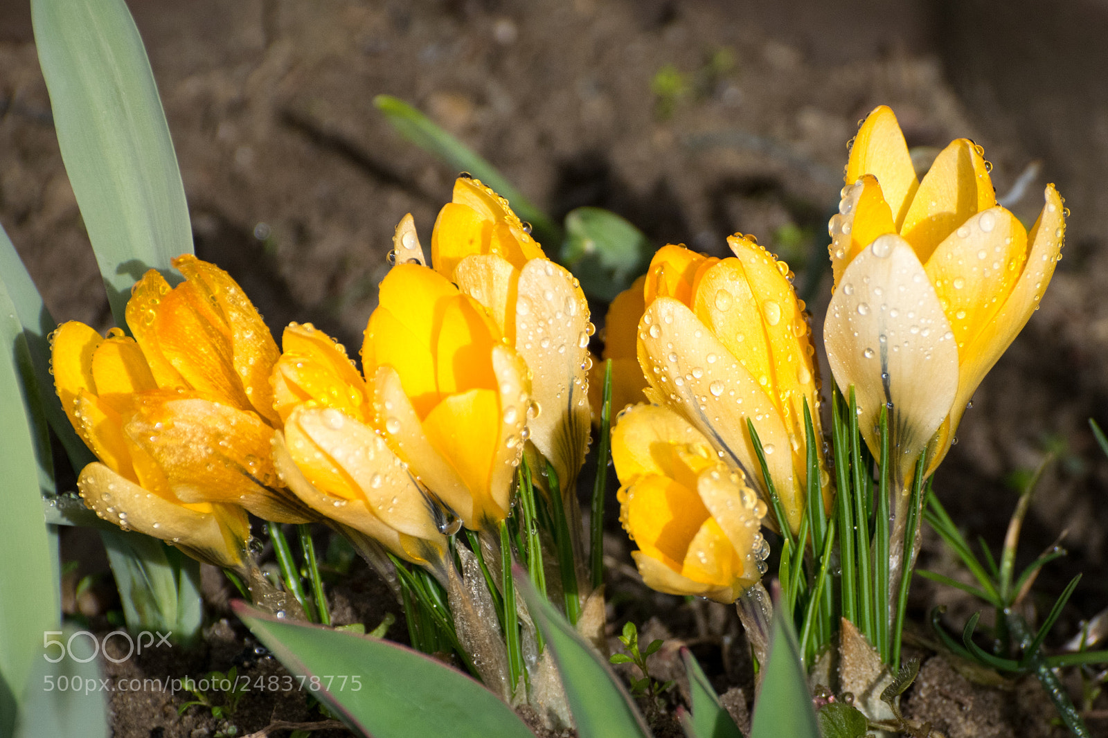 Nikon D5300 sample photo. First yellow crocus photography