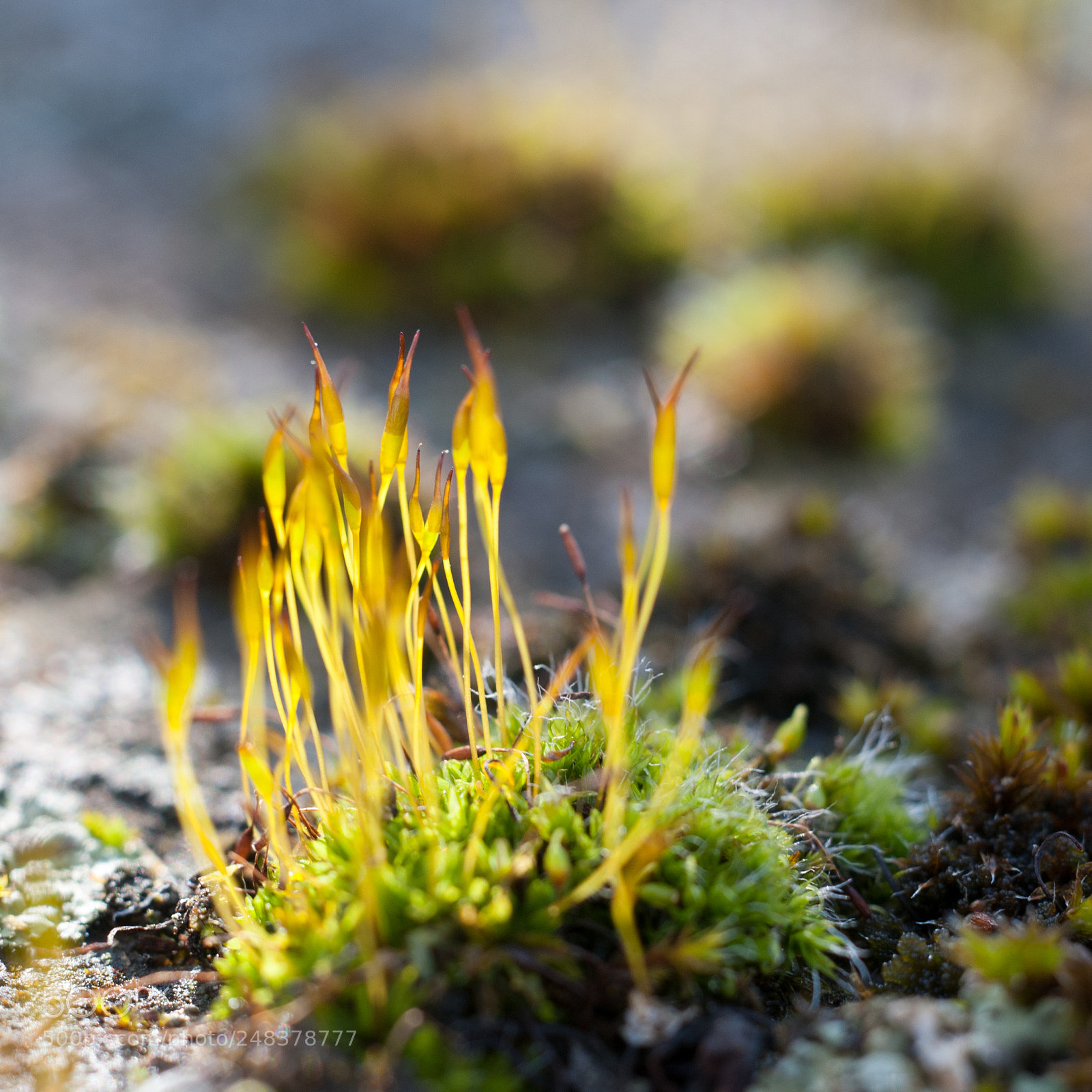 Nikon D700 sample photo. Moss on the wall photography