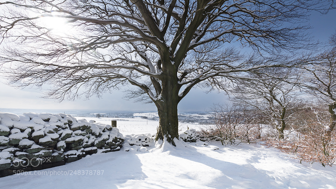 Canon EOS 5DS sample photo. Tree wall and snow photography