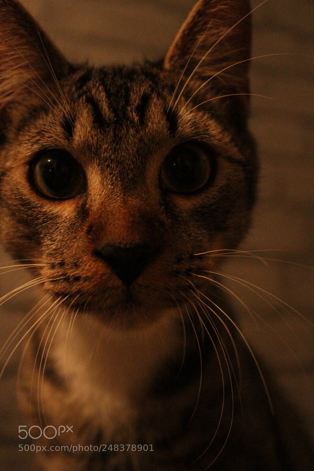 Canon EOS 7D sample photo. Img photography
