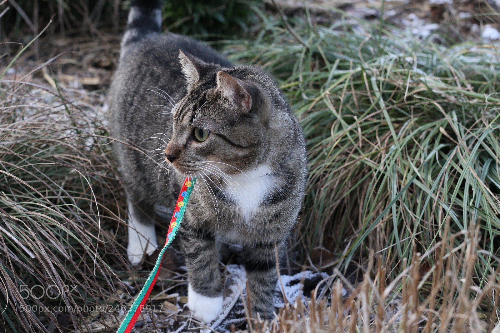 Canon EOS 7D sample photo. Img photography