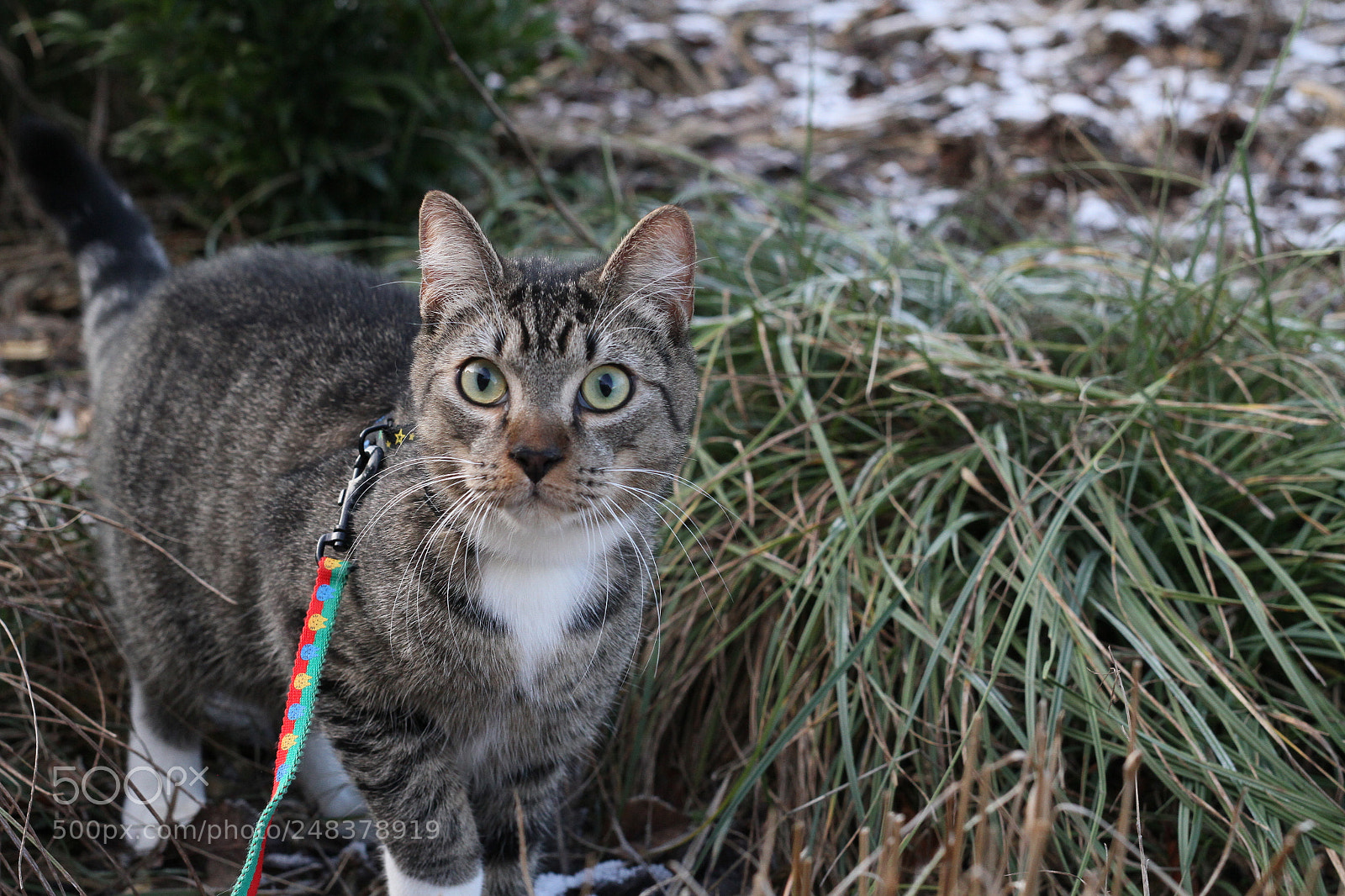 Canon EOS 7D sample photo. Img photography