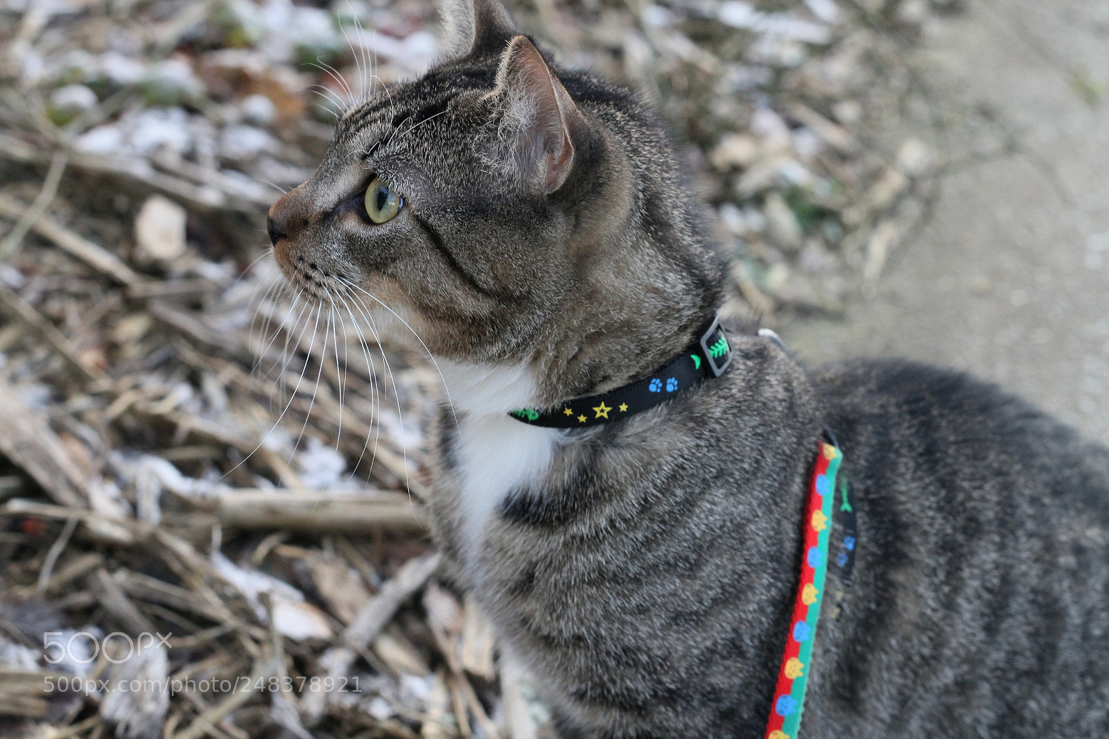Canon EOS 7D sample photo. Img photography