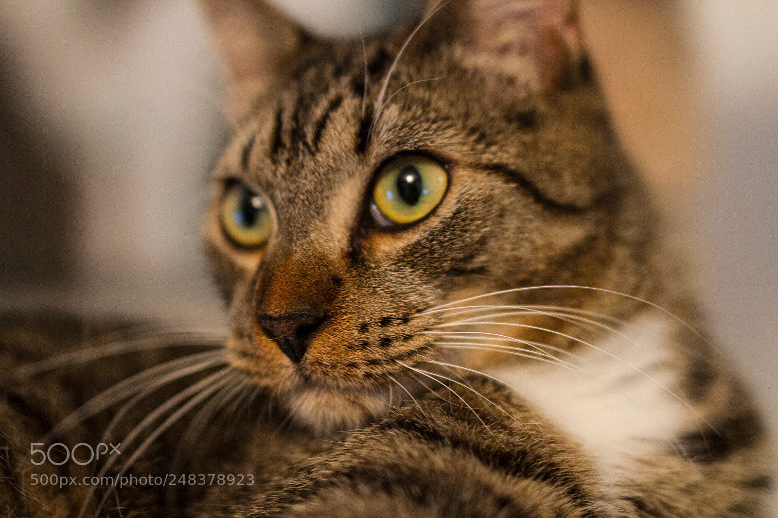 Canon EOS 7D sample photo. Img photography