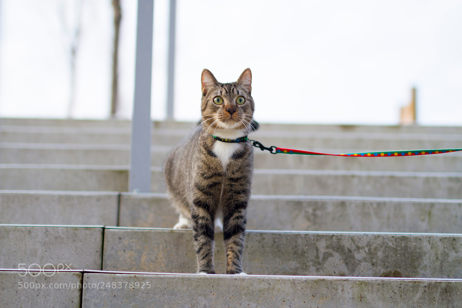 Canon EOS 7D sample photo. Img photography