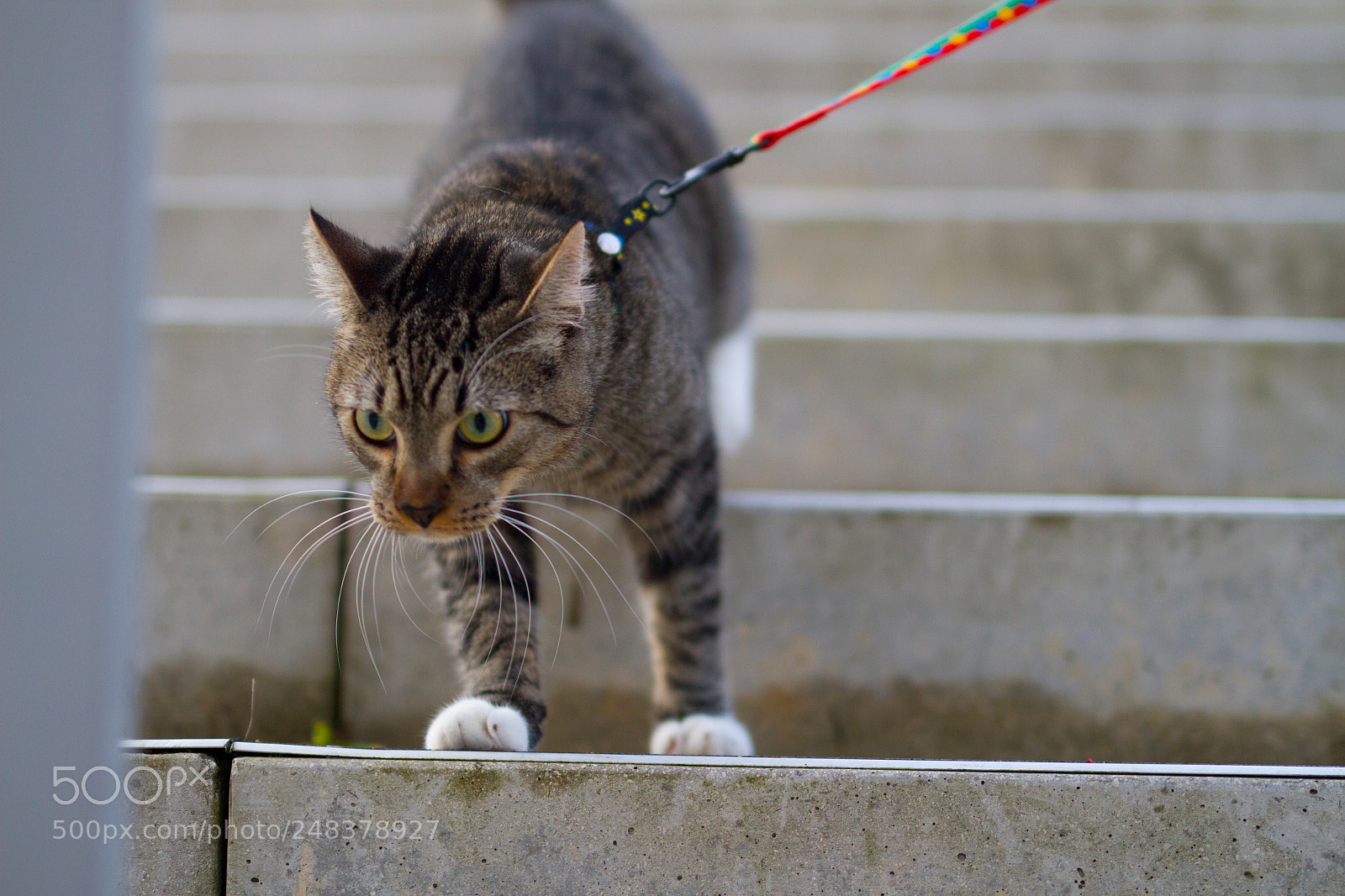 Canon EOS 7D sample photo. Img photography