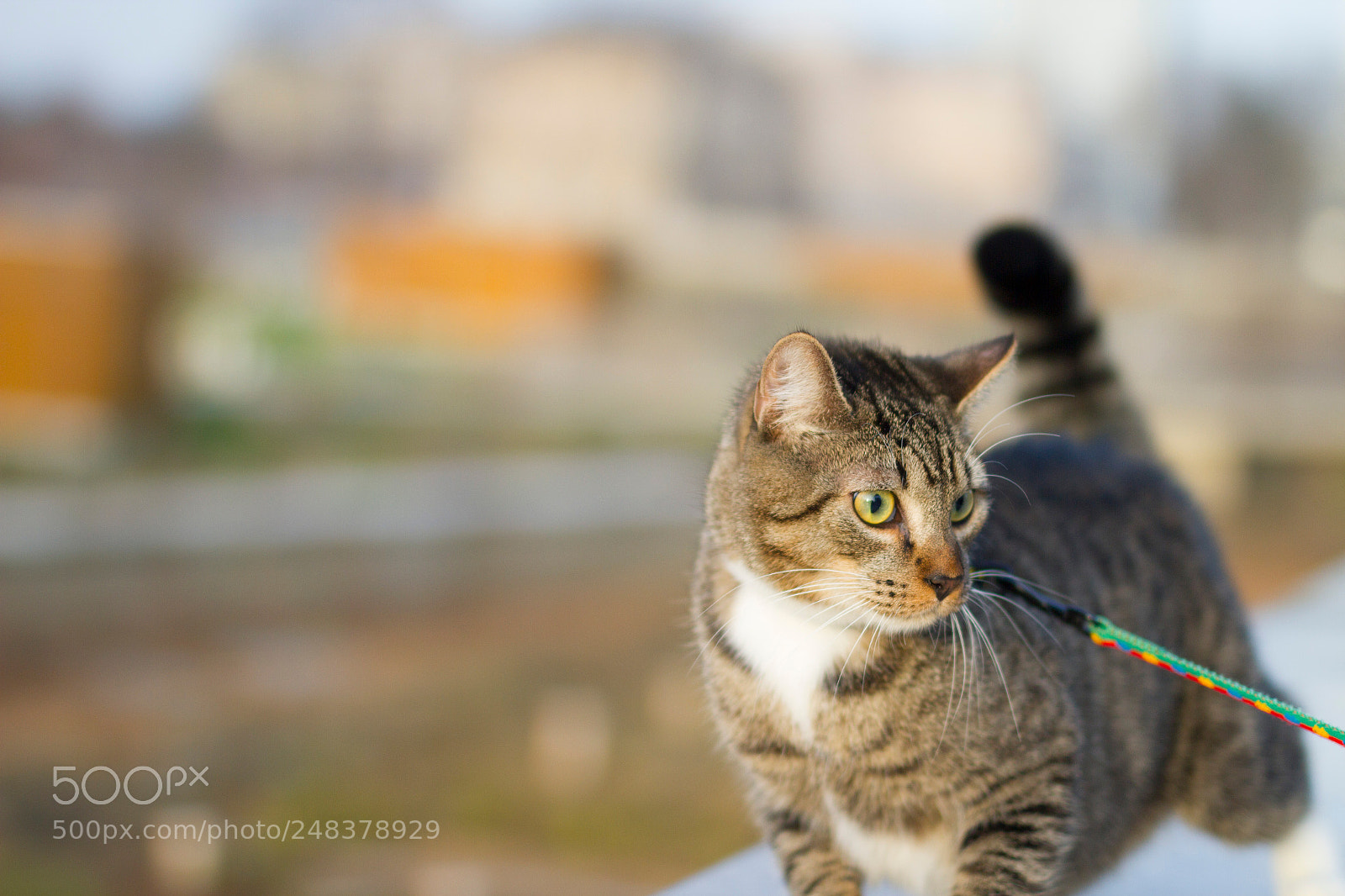 Canon EOS 7D sample photo. Img photography