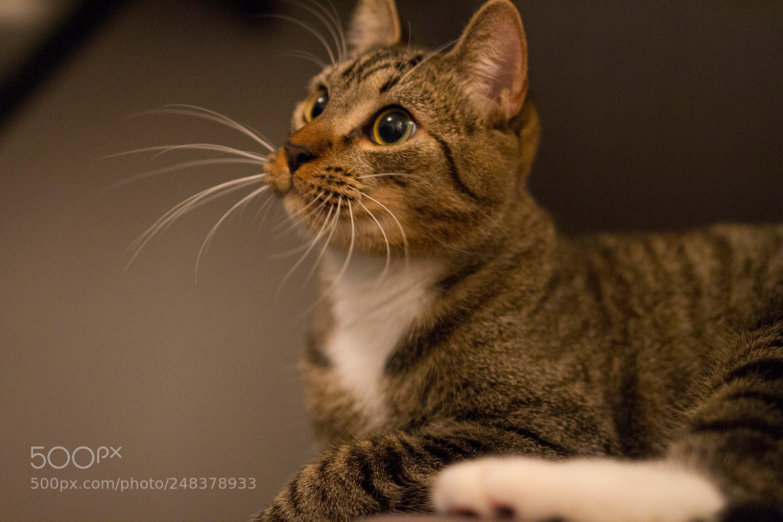 Canon EOS 7D sample photo. Img photography