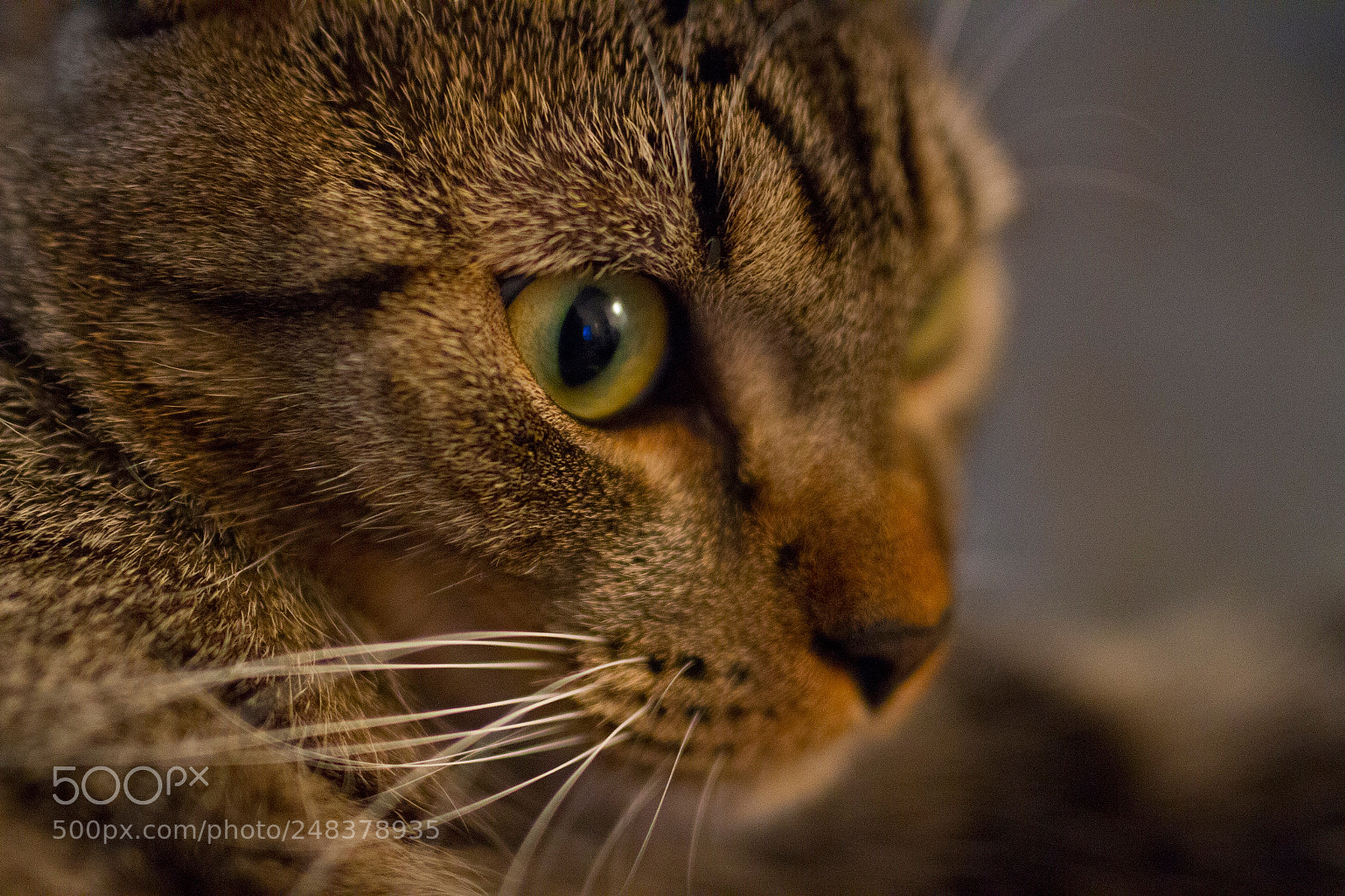 Canon EOS 7D sample photo. Img photography