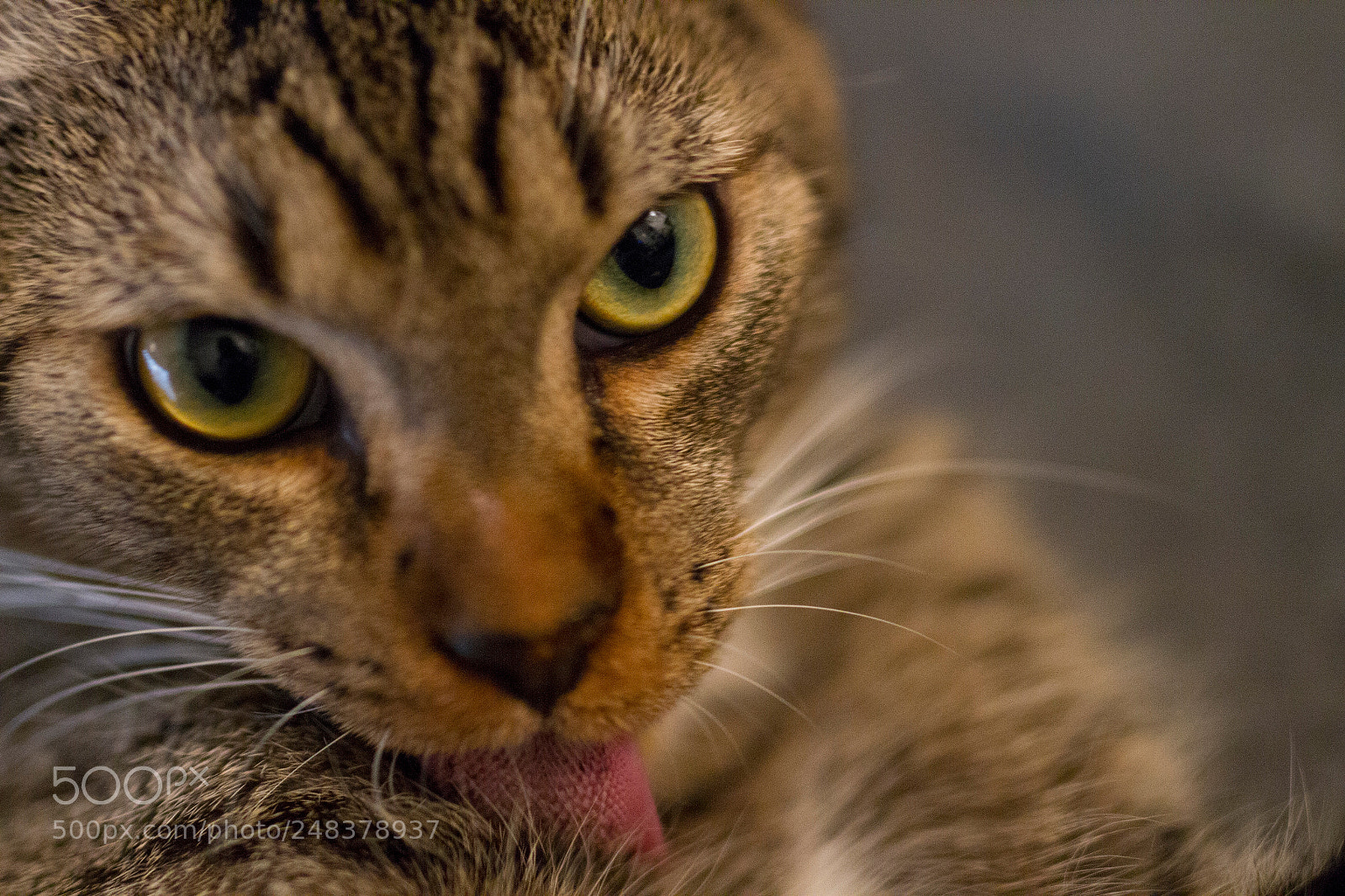 Canon EOS 7D sample photo. Img photography