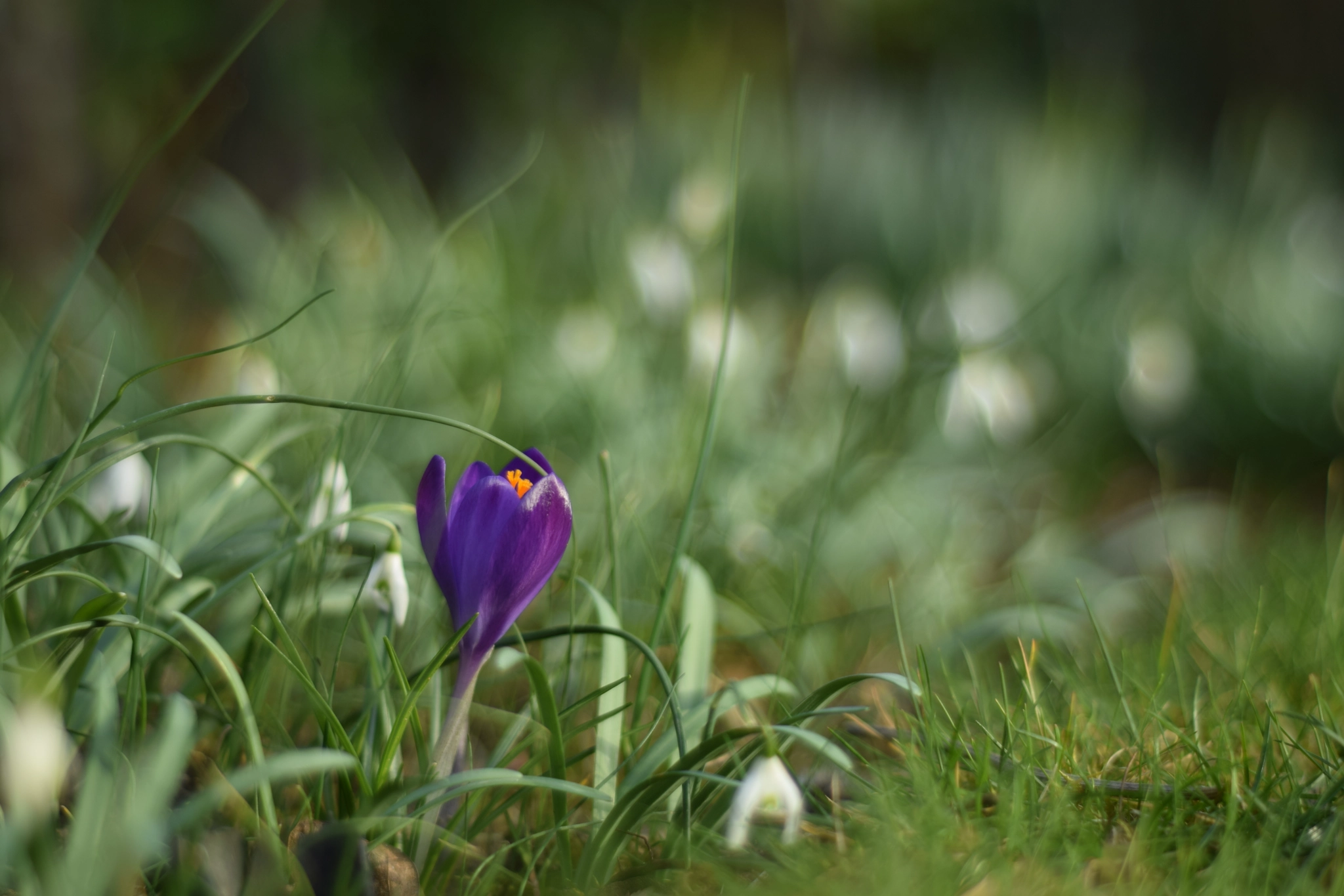 Nikon D3300 + AF Nikkor 50mm f/1.8 sample photo. Purple photography