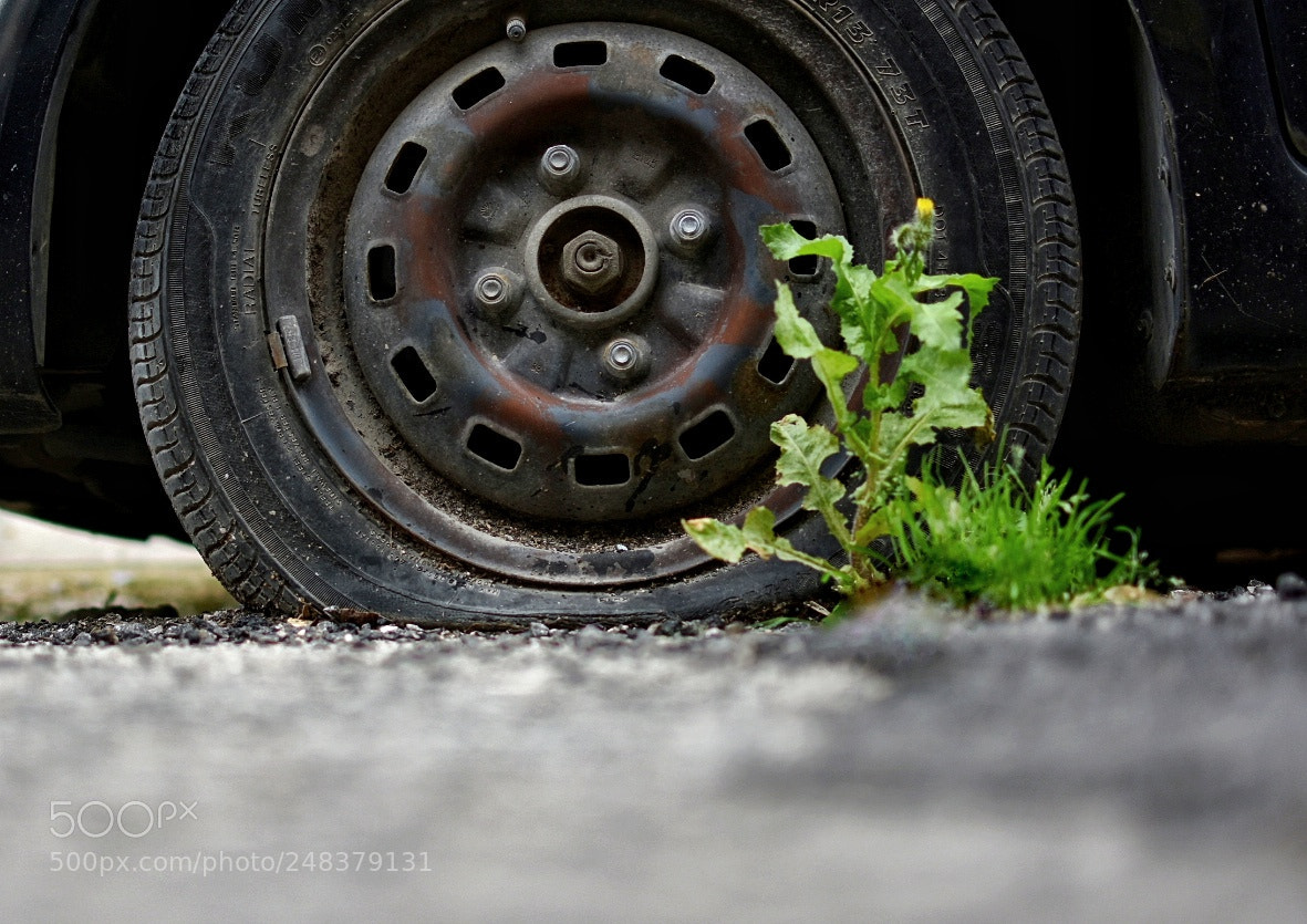 Nikon D3400 sample photo. Life is everywhere photography