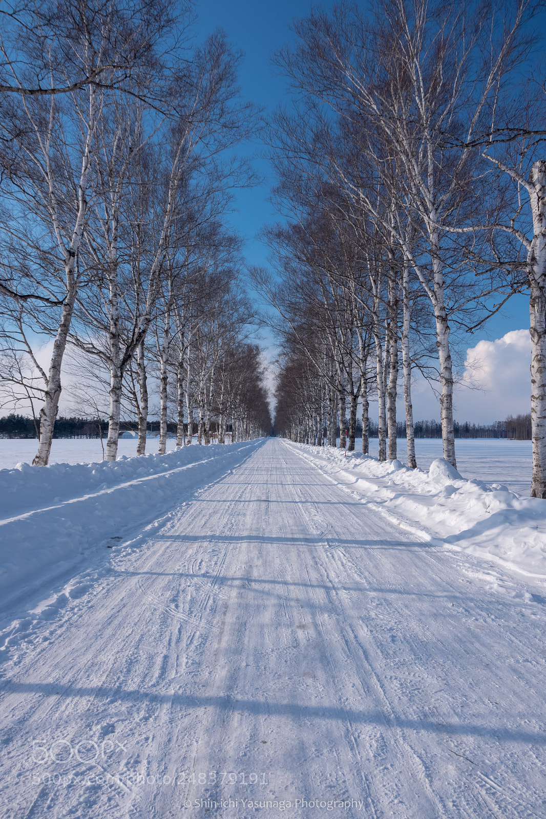 Pentax K-70 sample photo. White birch avenue of photography