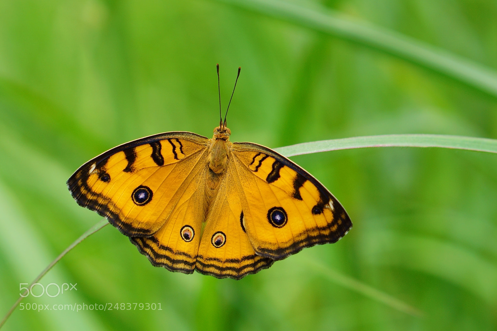 Sony a6000 sample photo. Simply wings photography