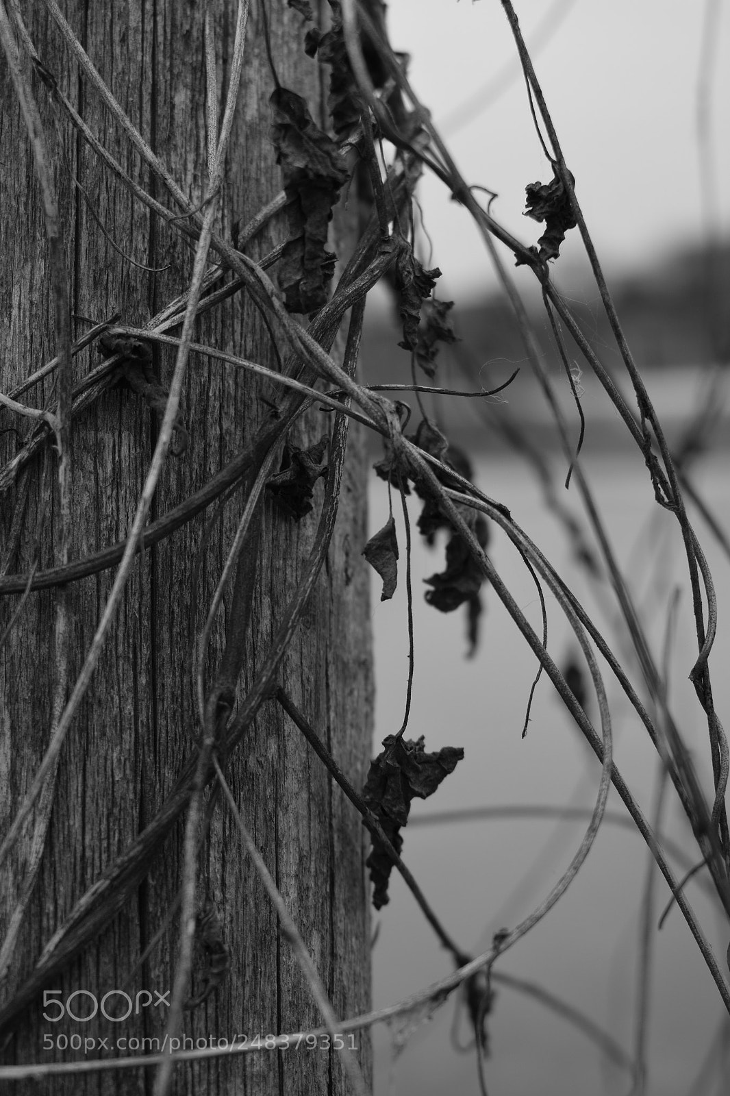 Nikon D5300 sample photo. Untitled photography