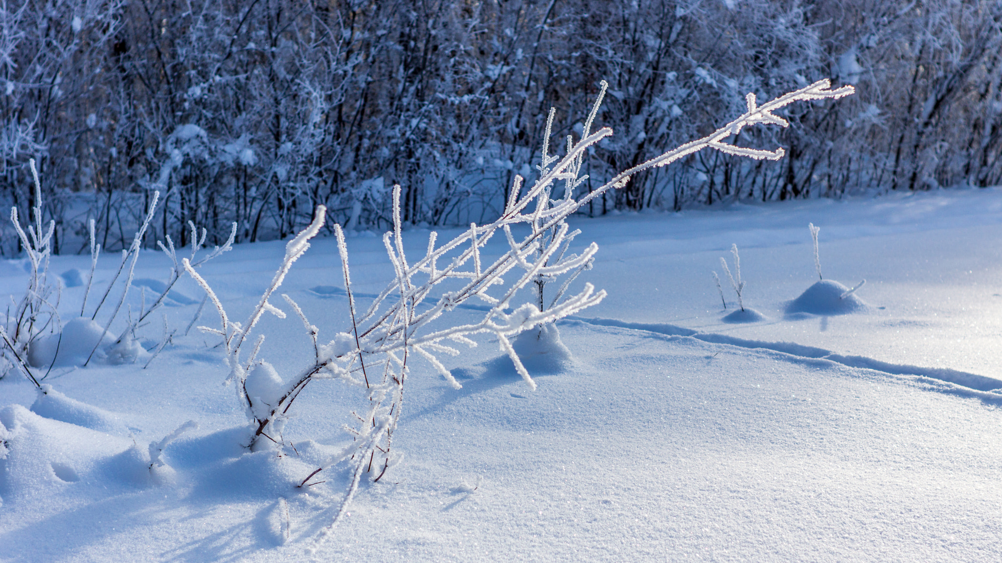 Sony SLT-A77 sample photo. Under snow photography