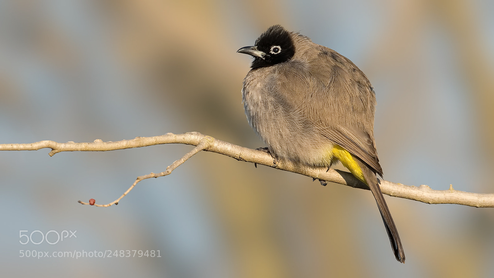 Nikon D500 sample photo. White-spectacled bulbul photography