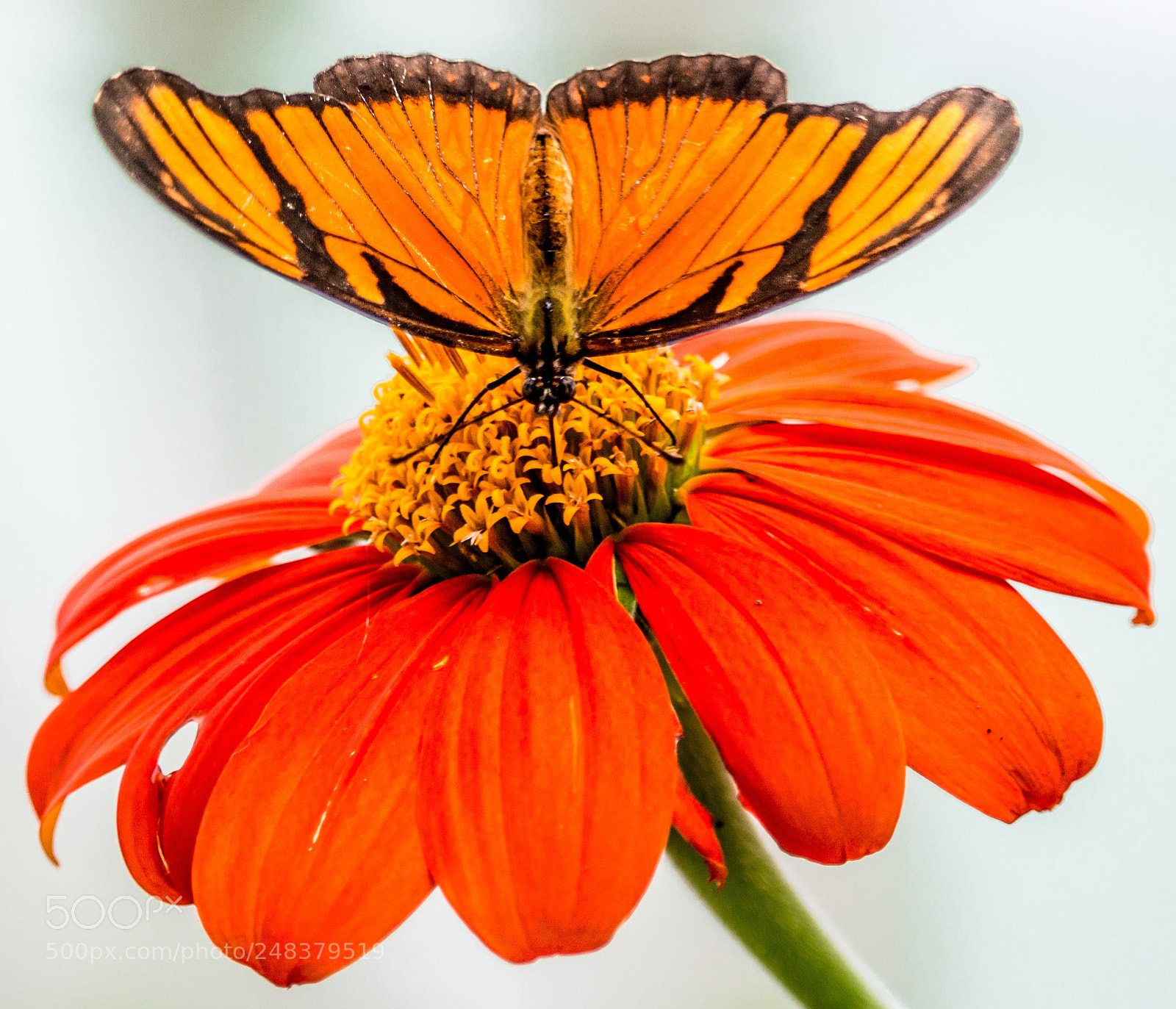Canon EOS 700D (EOS Rebel T5i / EOS Kiss X7i) sample photo. Orange triumph photography