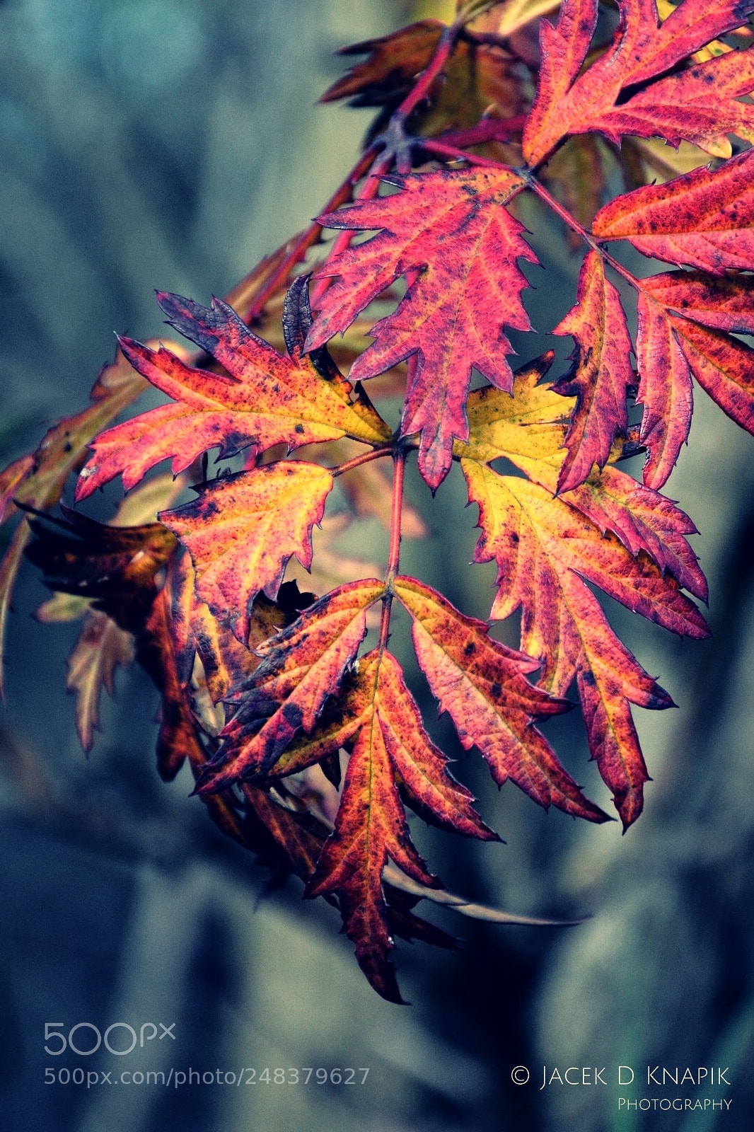 Nikon D7100 sample photo. G photography