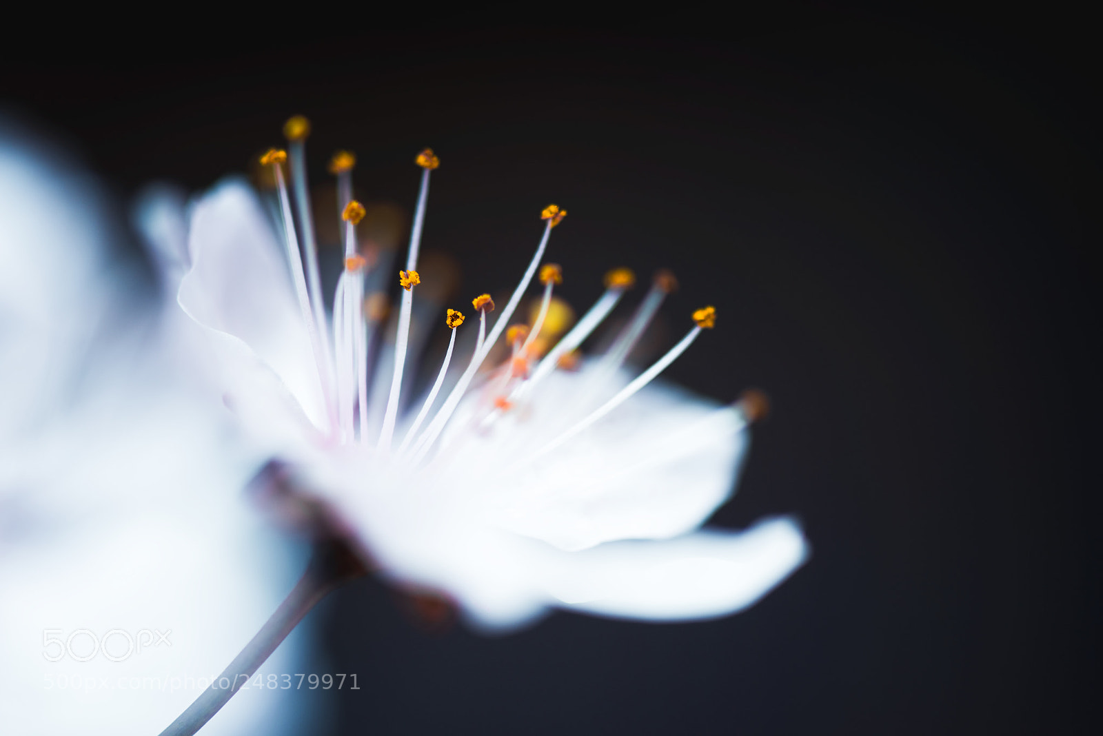 Nikon D810 sample photo. 花之蕊 photography