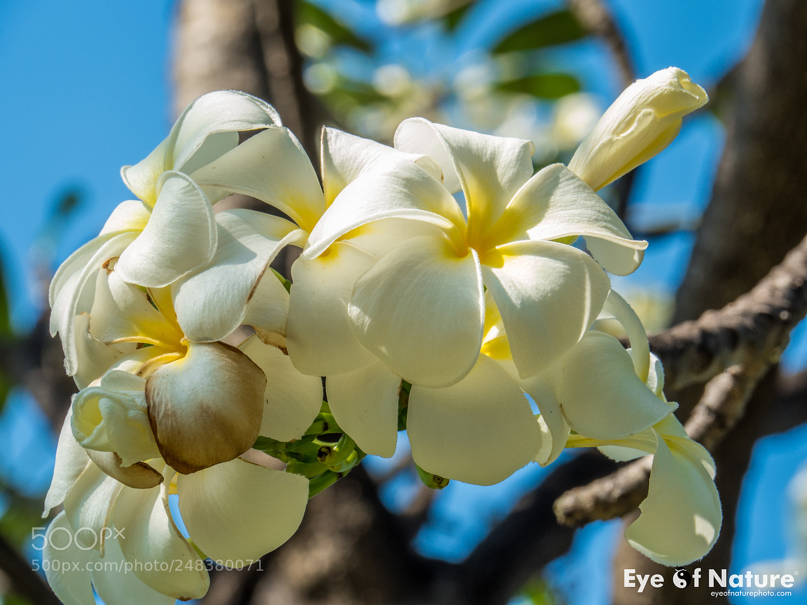 Olympus OM-D E-M5 II sample photo. Frangipani, beauty! photography
