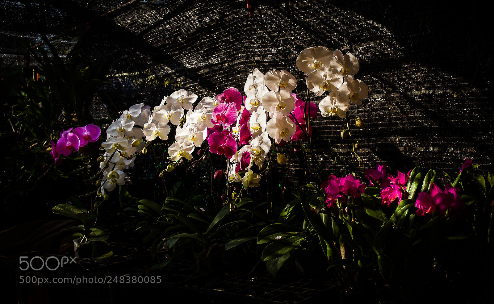 Leica Q (Typ 116) sample photo. Chiang mai flower festival 2018. photography