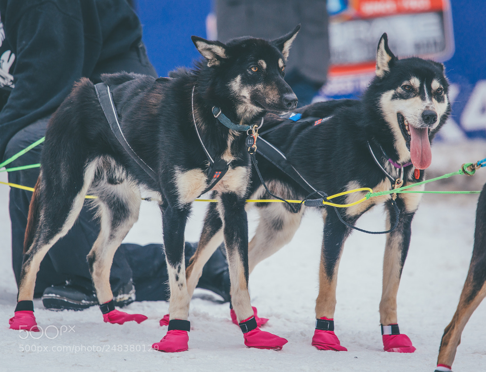 Sony a7R II sample photo. Iditarod sled dogs photography