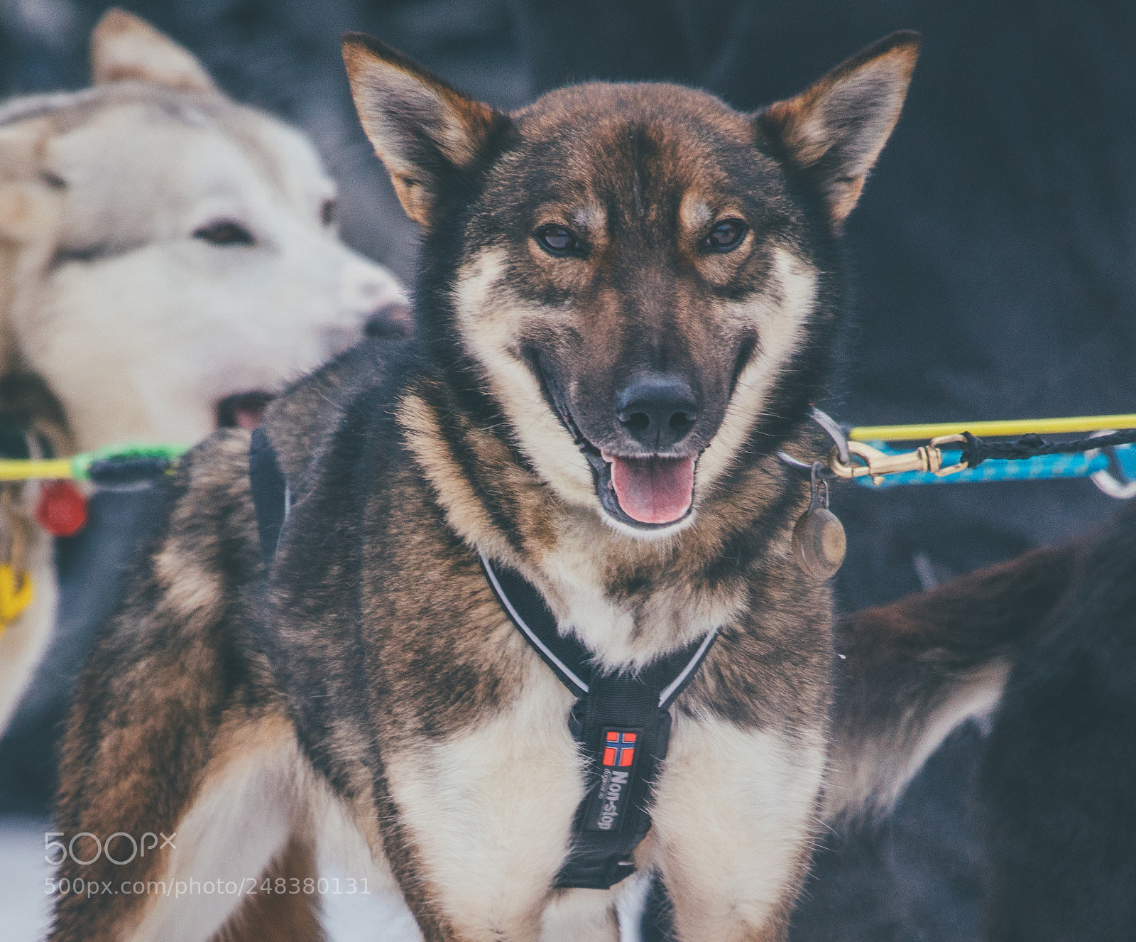 Sony a7R II sample photo. Alaskan sled dog photography