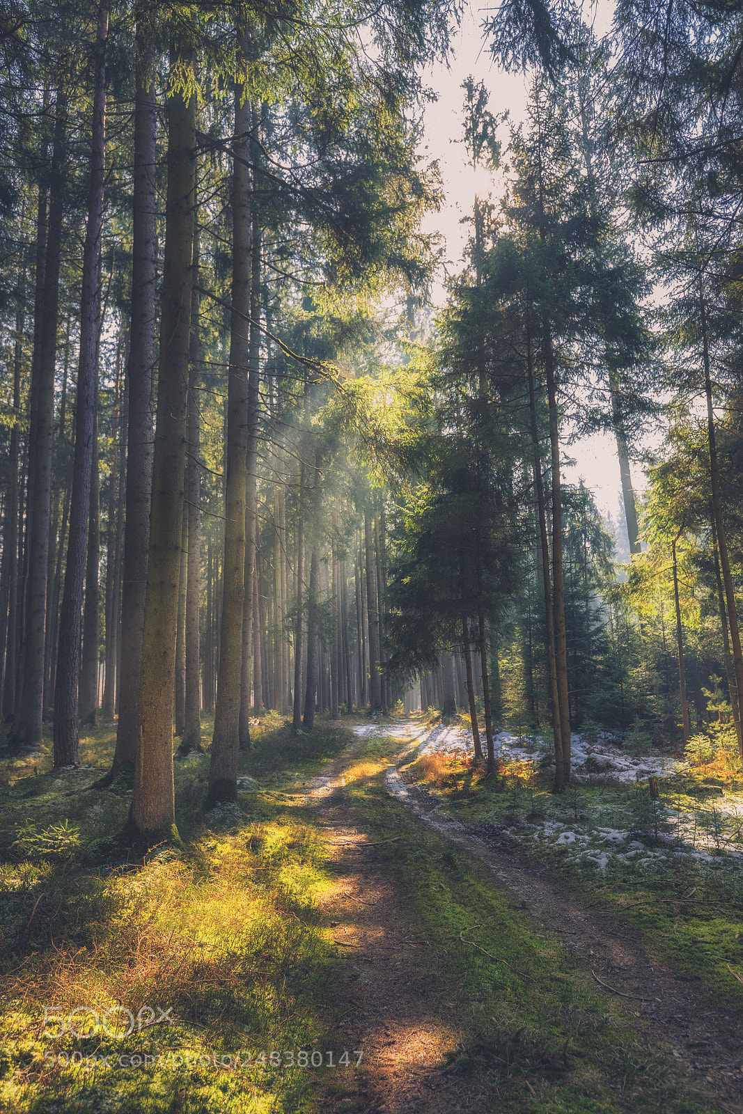 Sony a7 II sample photo. Forest alley photography