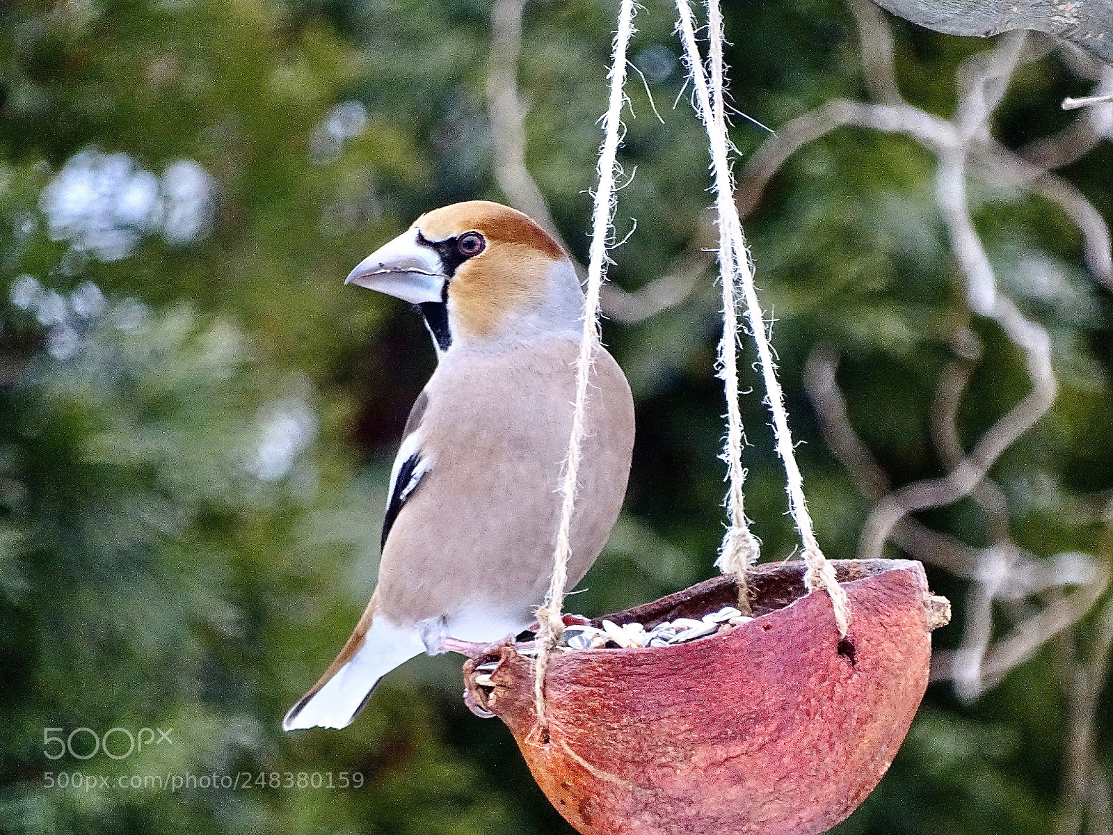 Sony Cyber-shot DSC-HX400V sample photo. Big beak photography