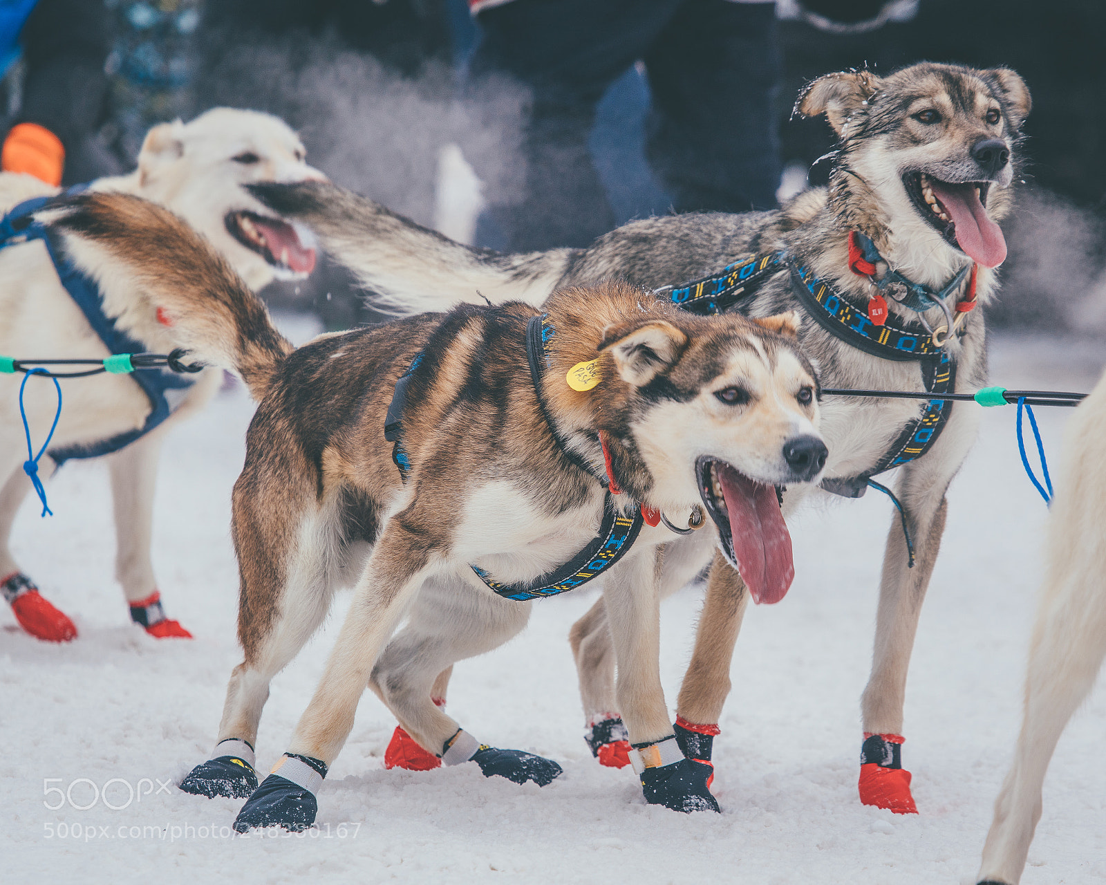 Sony a7R II sample photo. Iditarod sled dogs photography