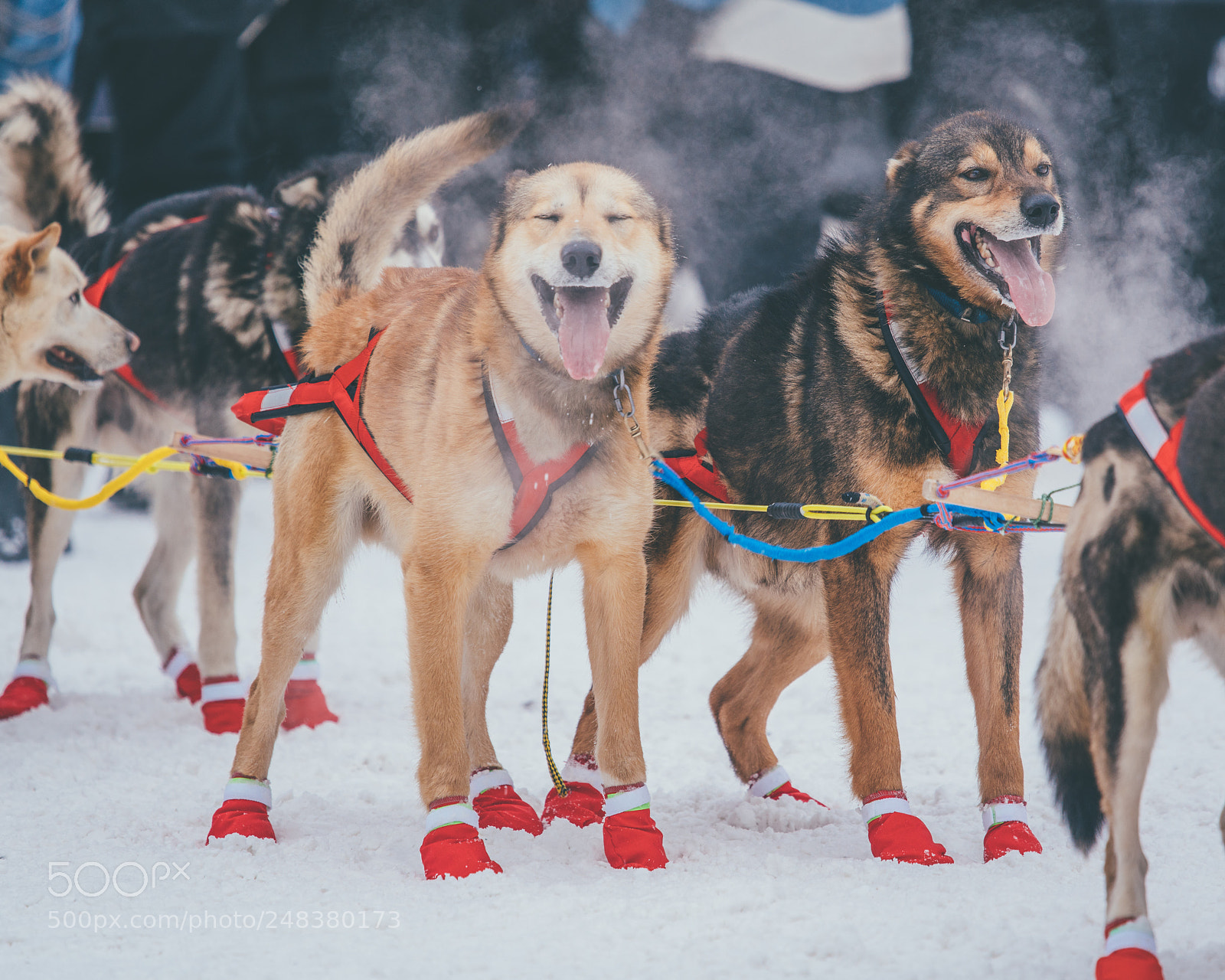 Sony a7R II sample photo. Happy sled dogs photography