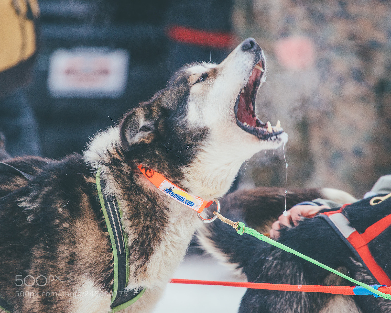 Sony a7R II sample photo. Barking sled dog photography